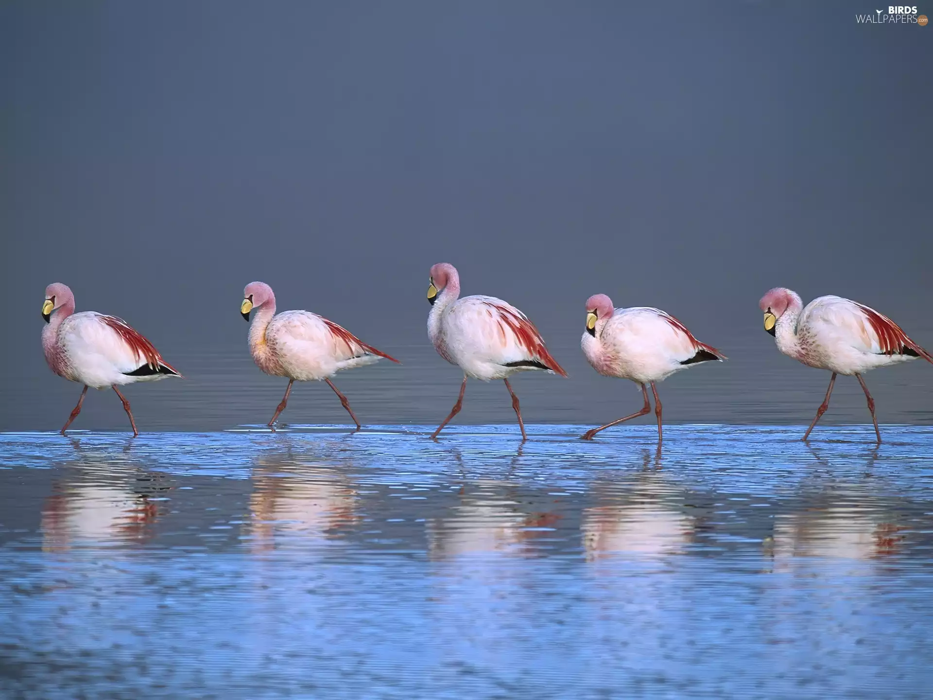 Flamingos, Laguna, Bolivia, The wading