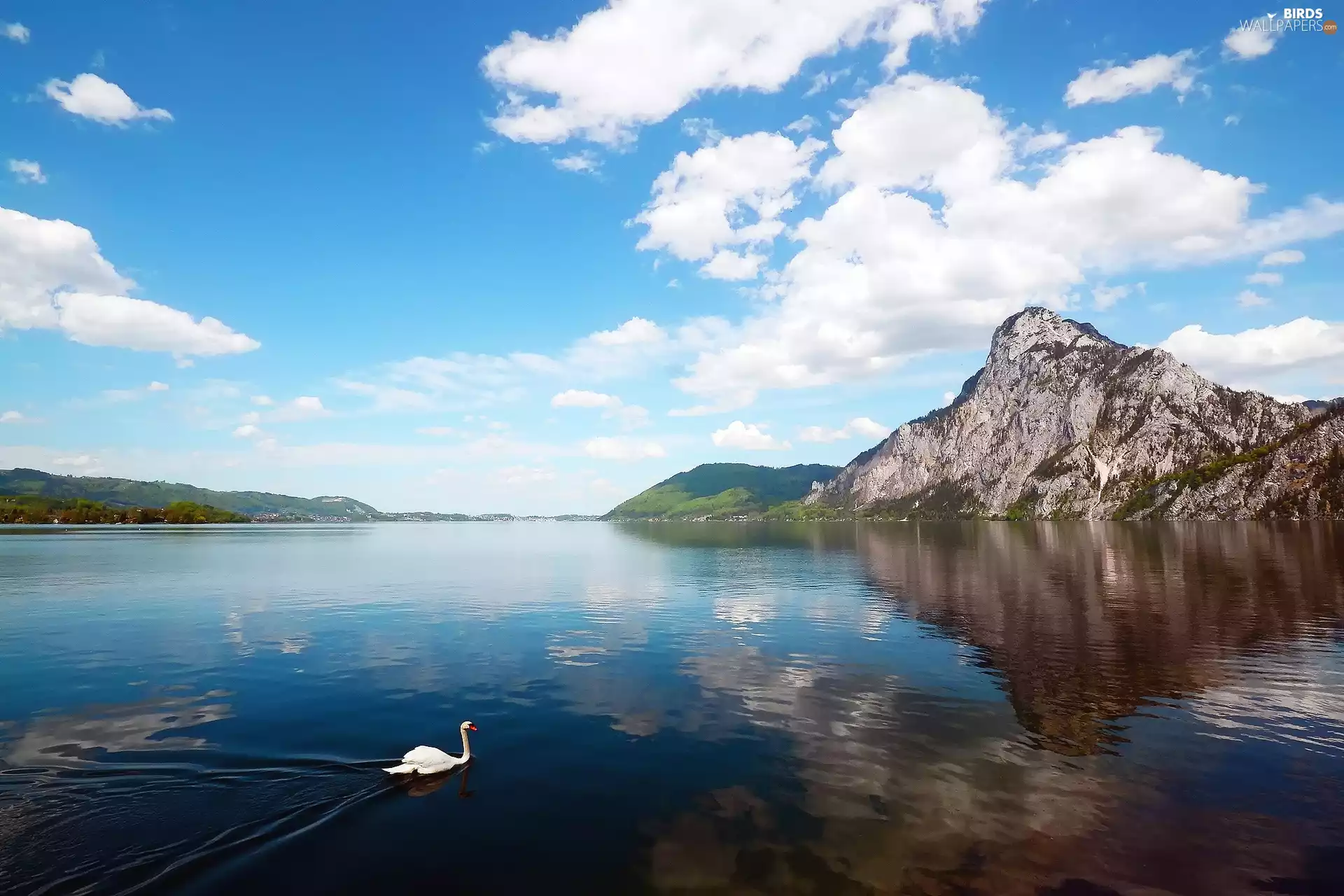 beatyfull, Swans, Mountains, lake