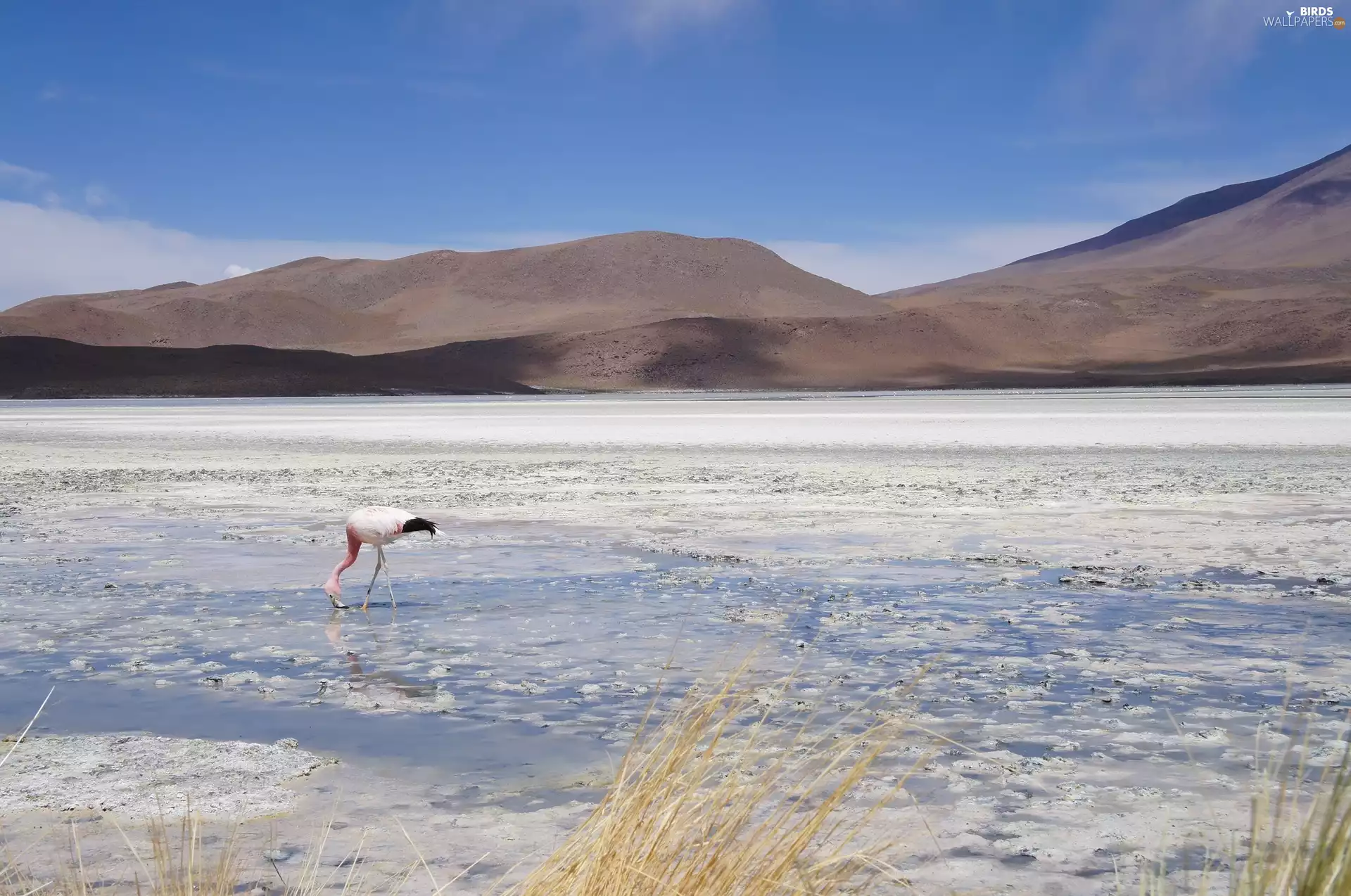 lake, flamingo, Bird