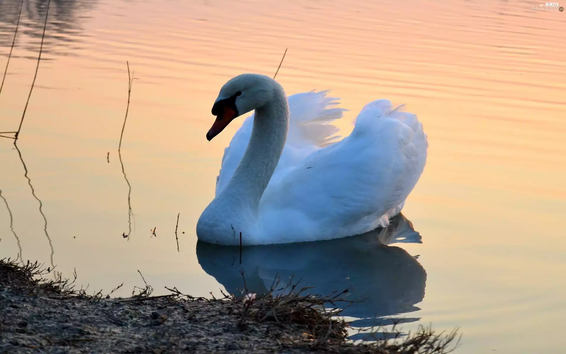 lake, Swans, Bird