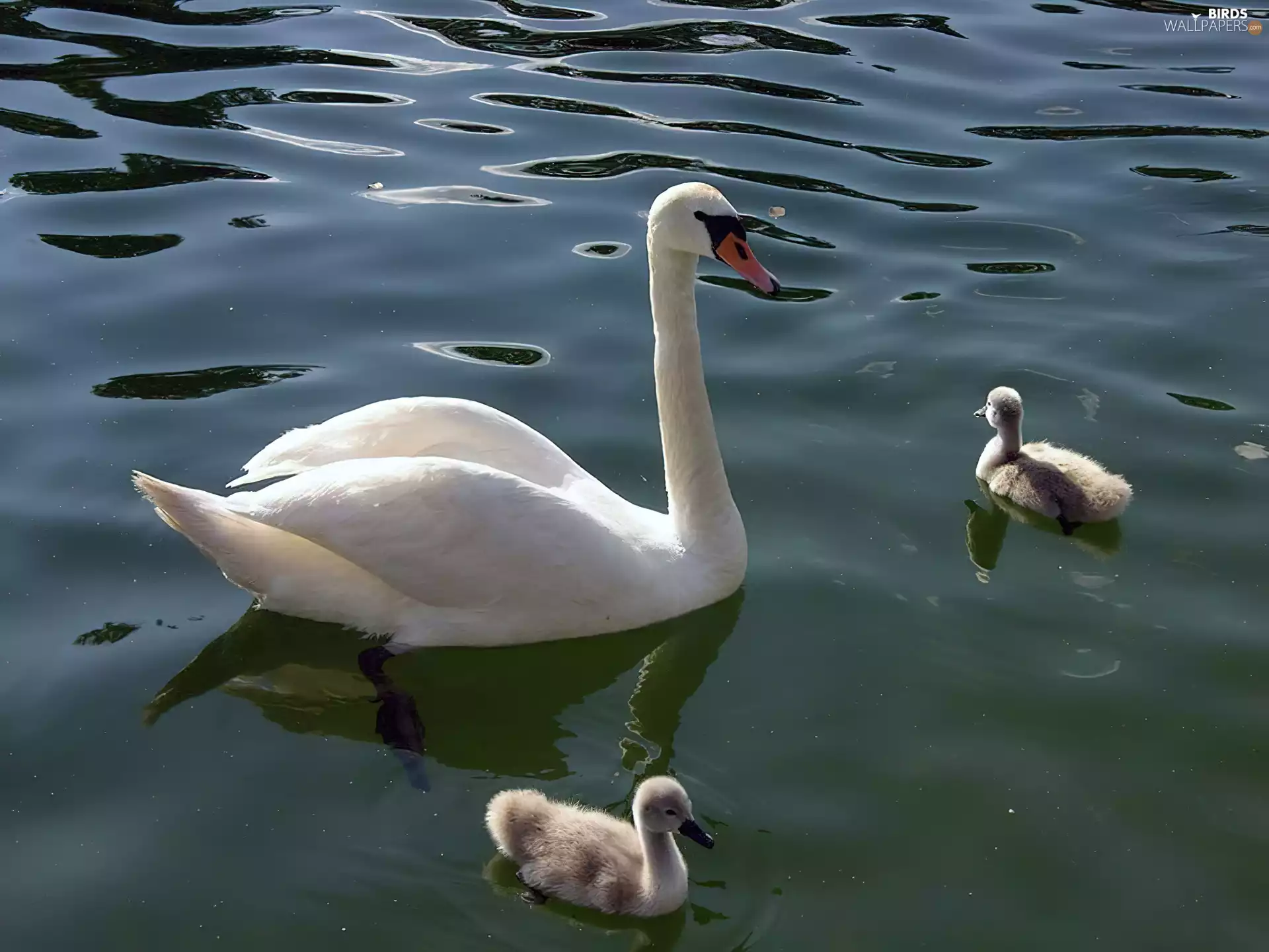 lake, Swans, Chicks