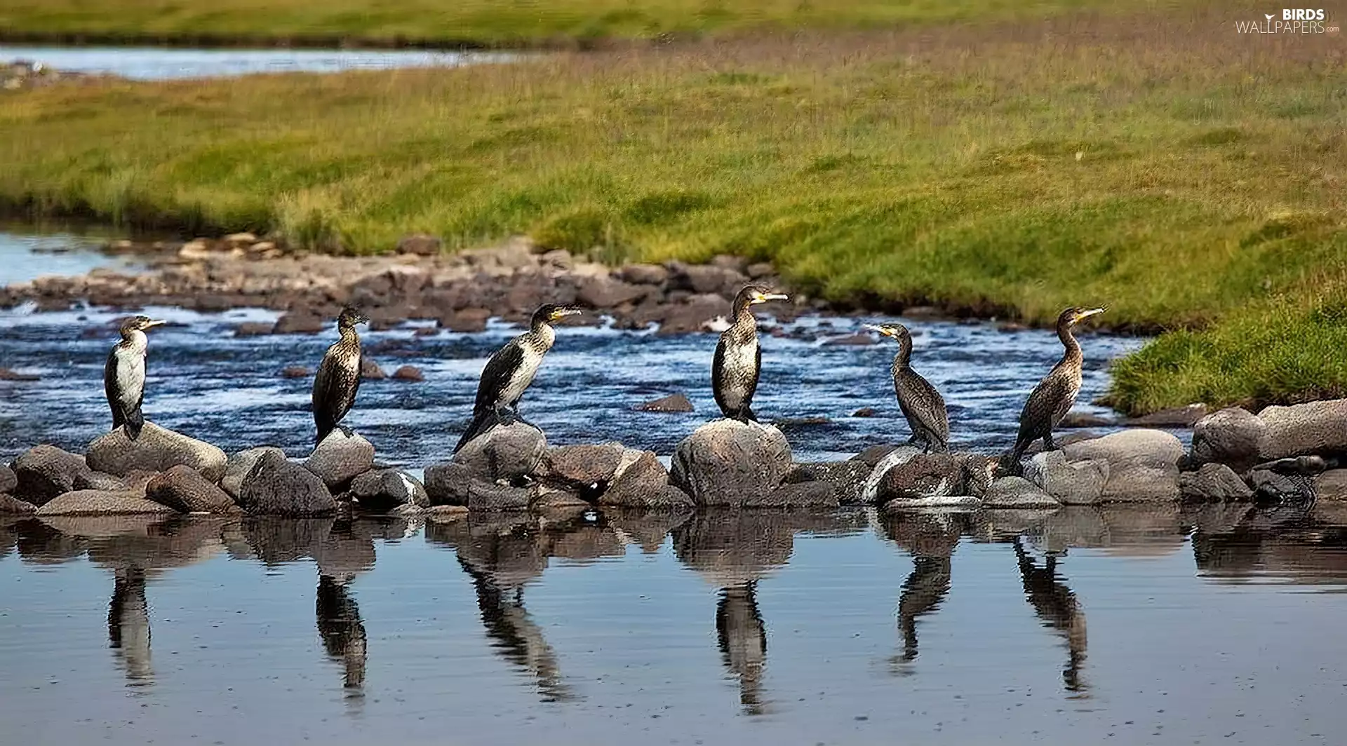 cormorants, rocks, Meadow, lake