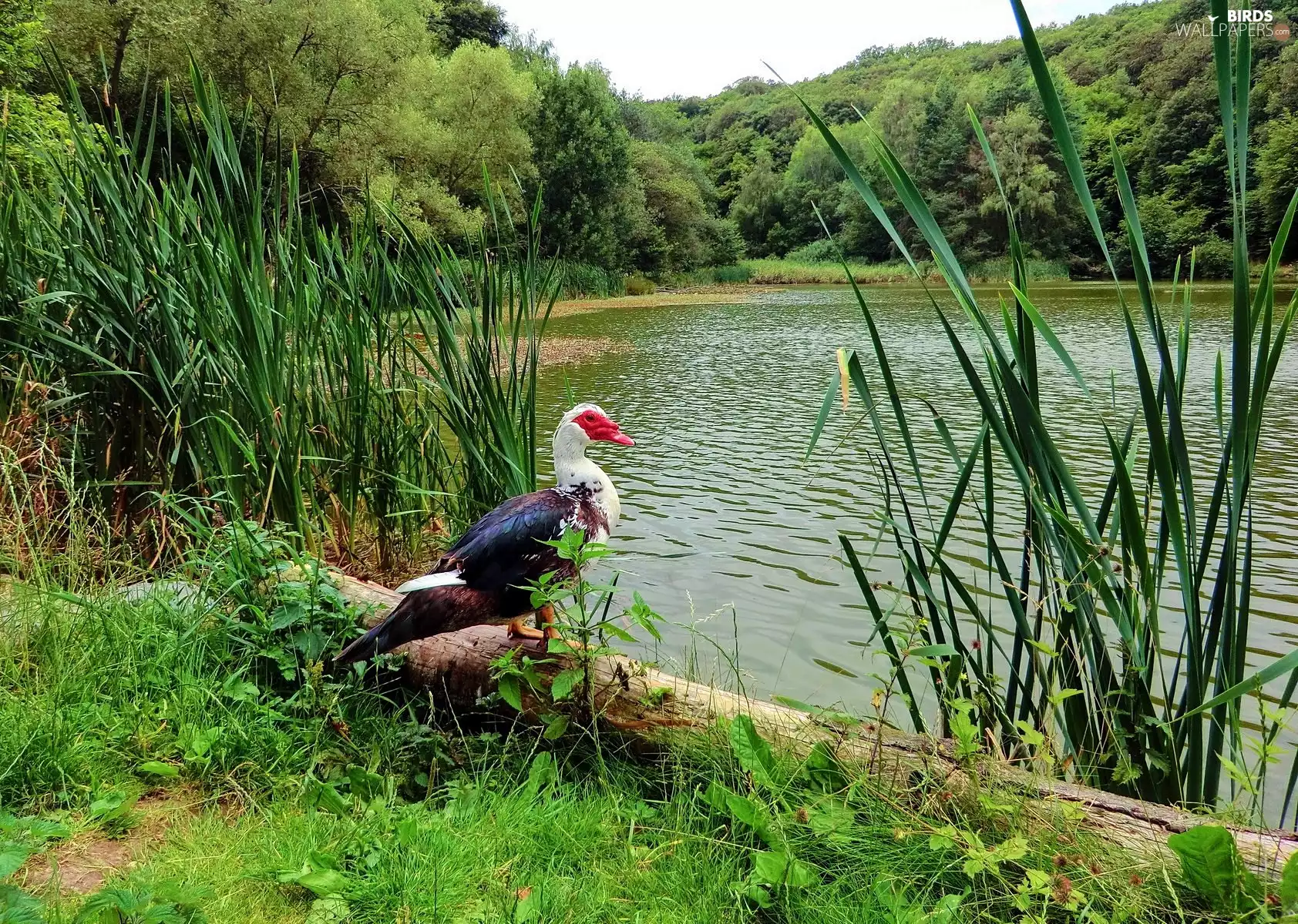 forest, Wild, duck, lake