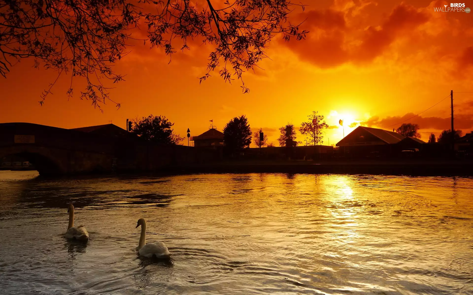 Great Sunsets, Swan, lake