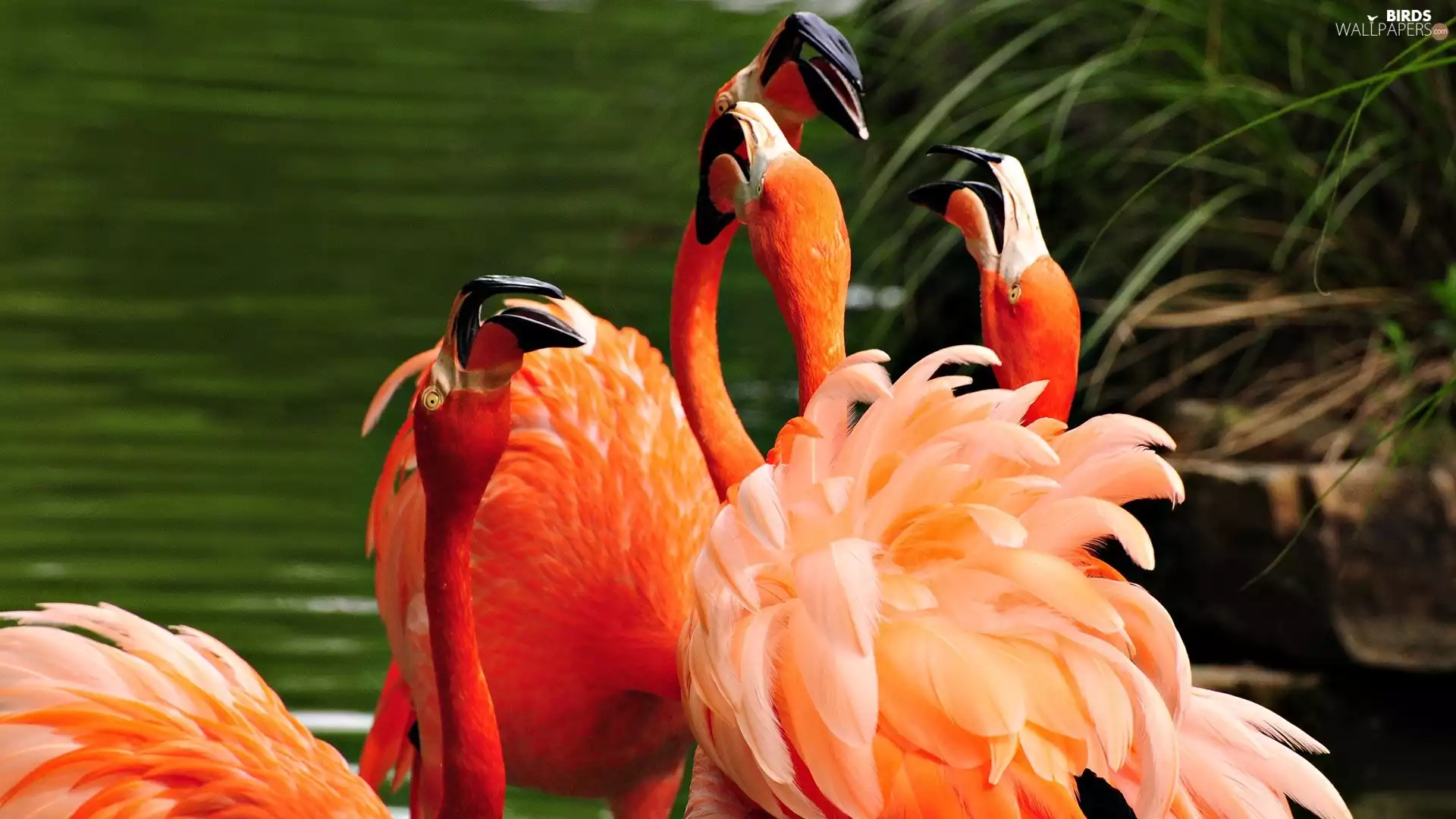 lake, flamingos, herd