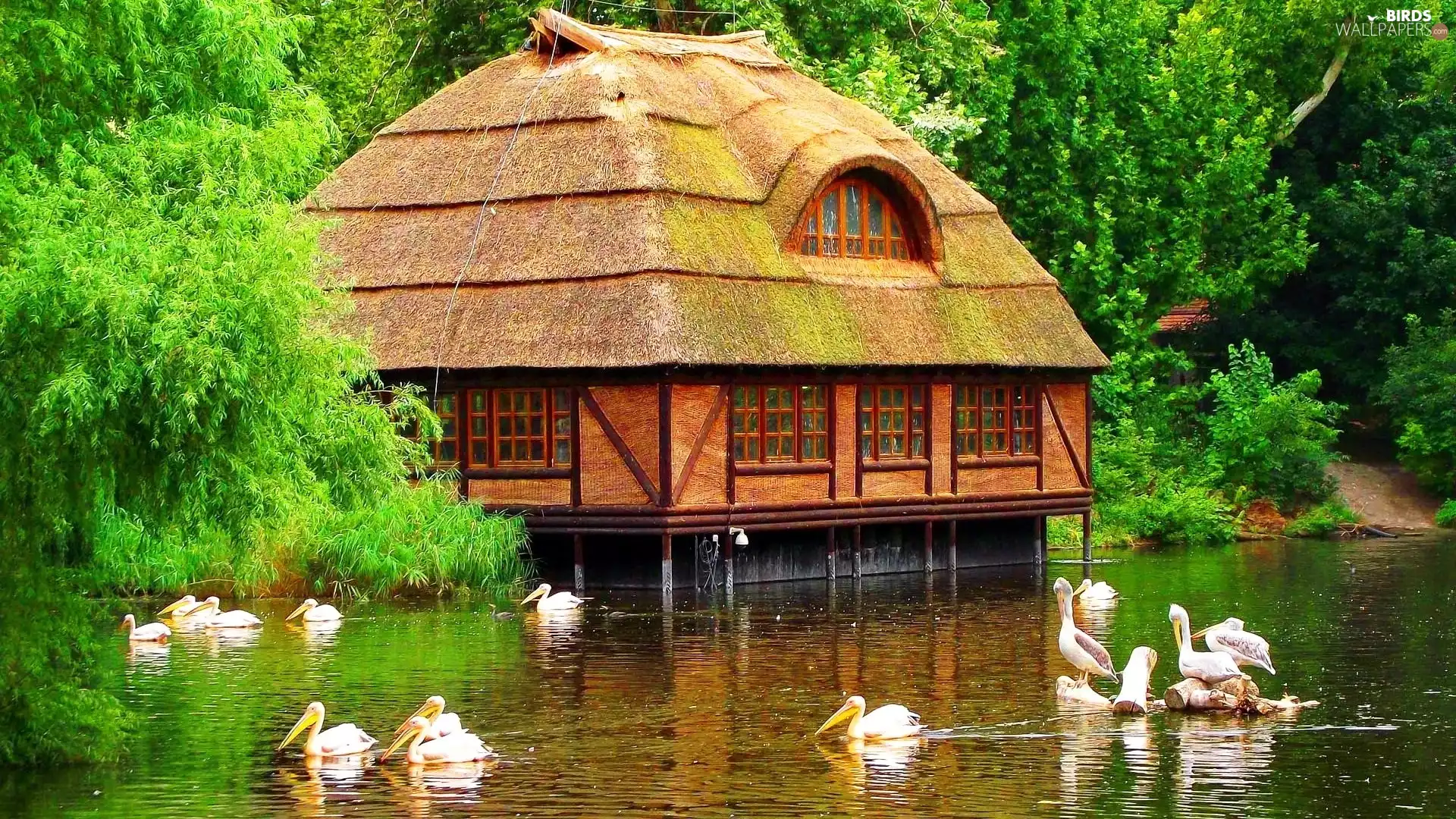house, forest, pelicans, lake