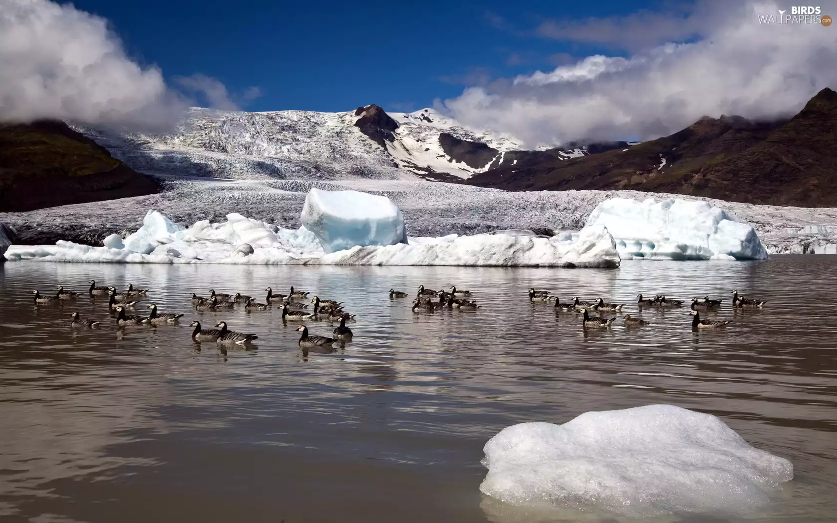 Mountains, Icecream, ducks, lake