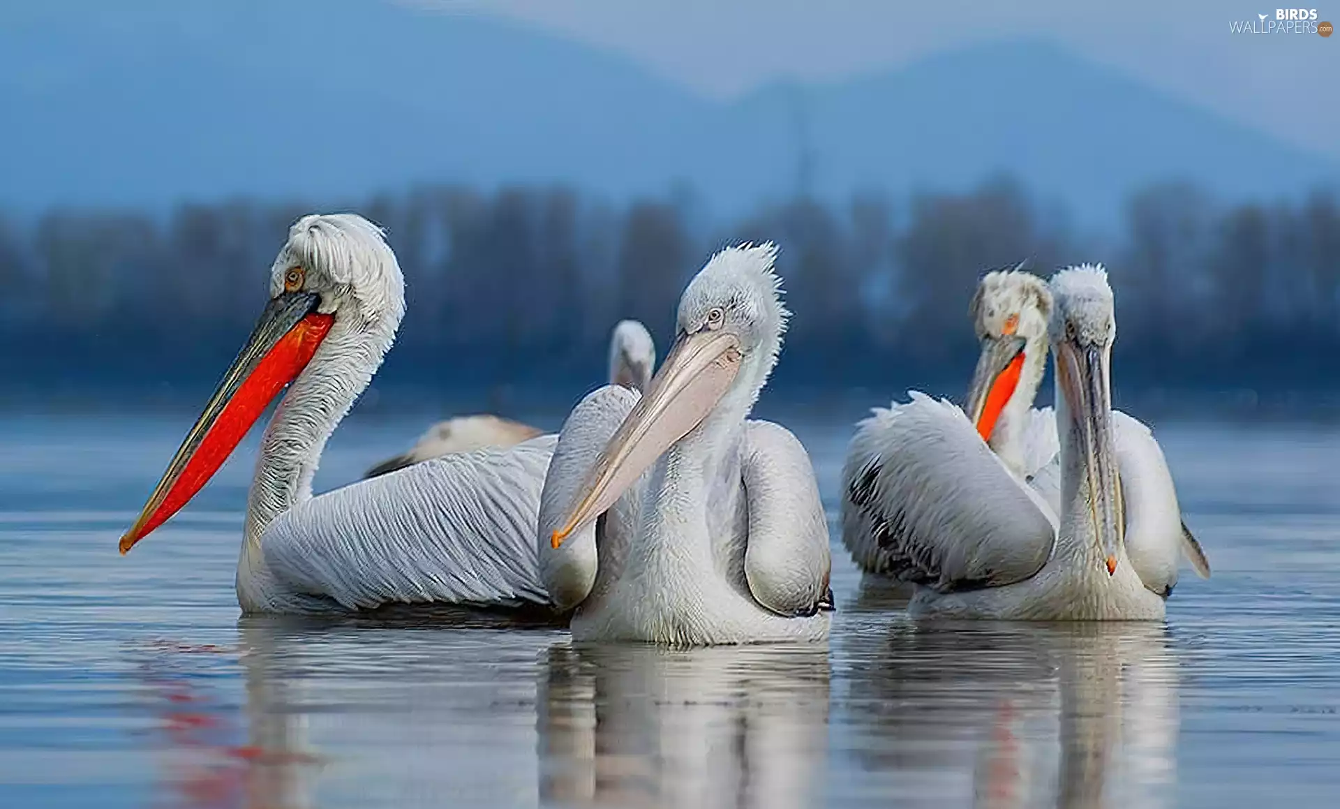 pelicans, Mountains, forest, lake