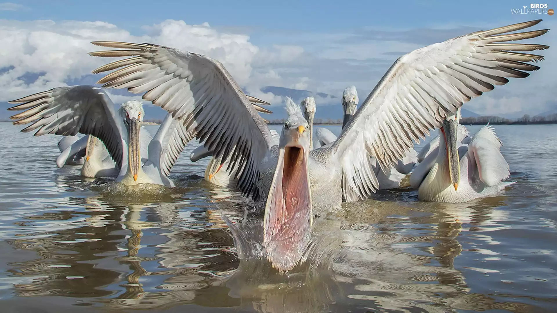 lake, pelicans