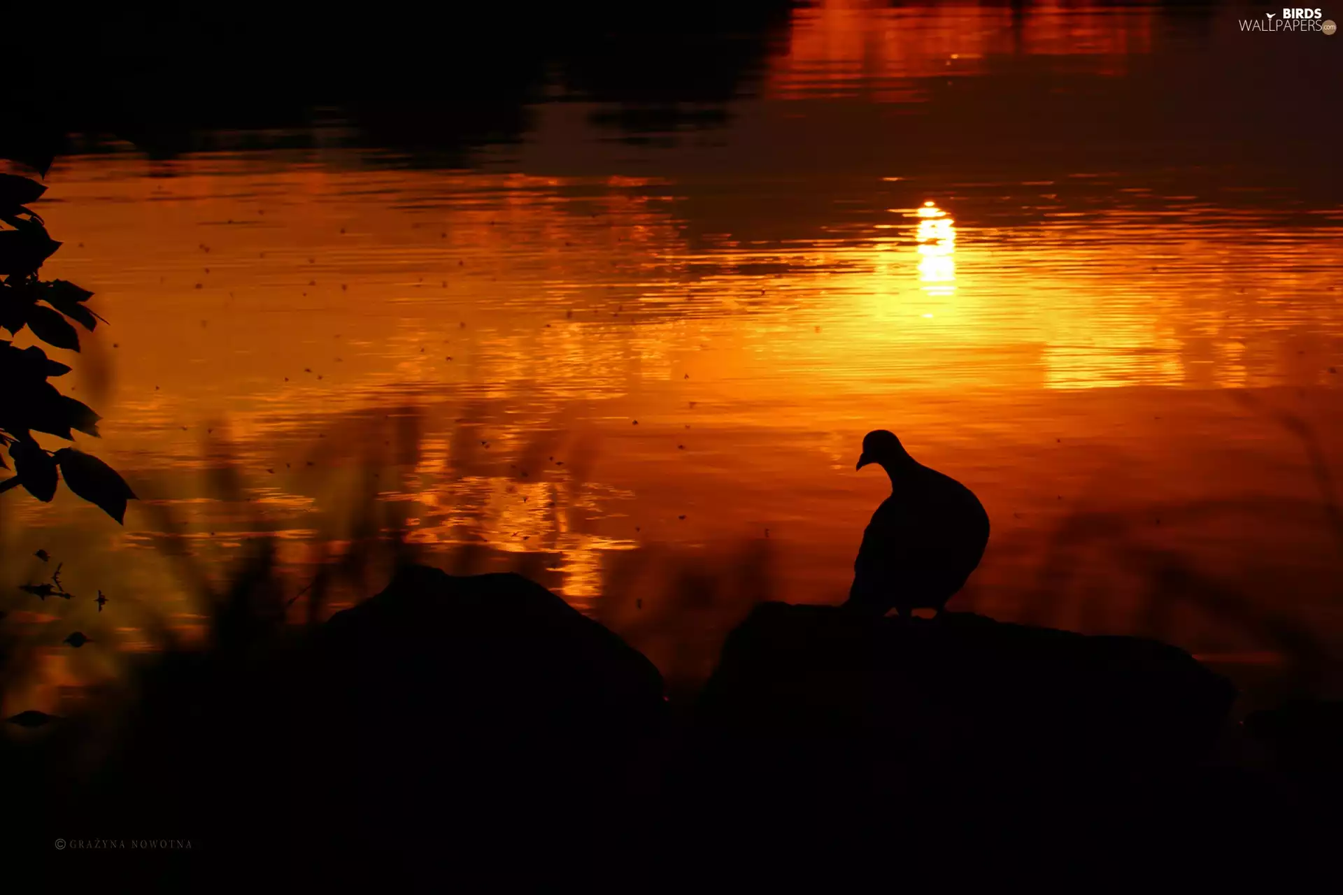 pigeon, Great Sunsets, lake