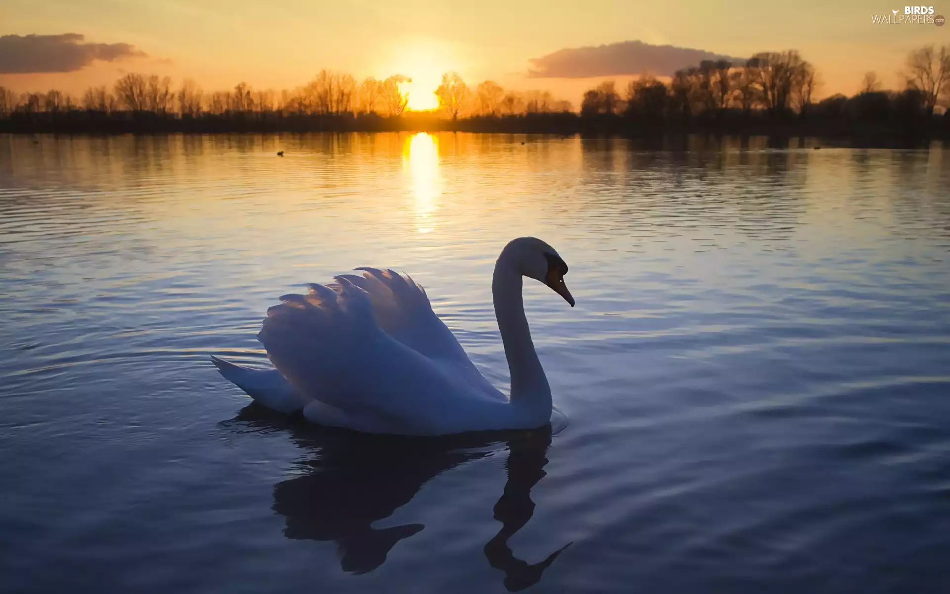 lake, Swans, sun