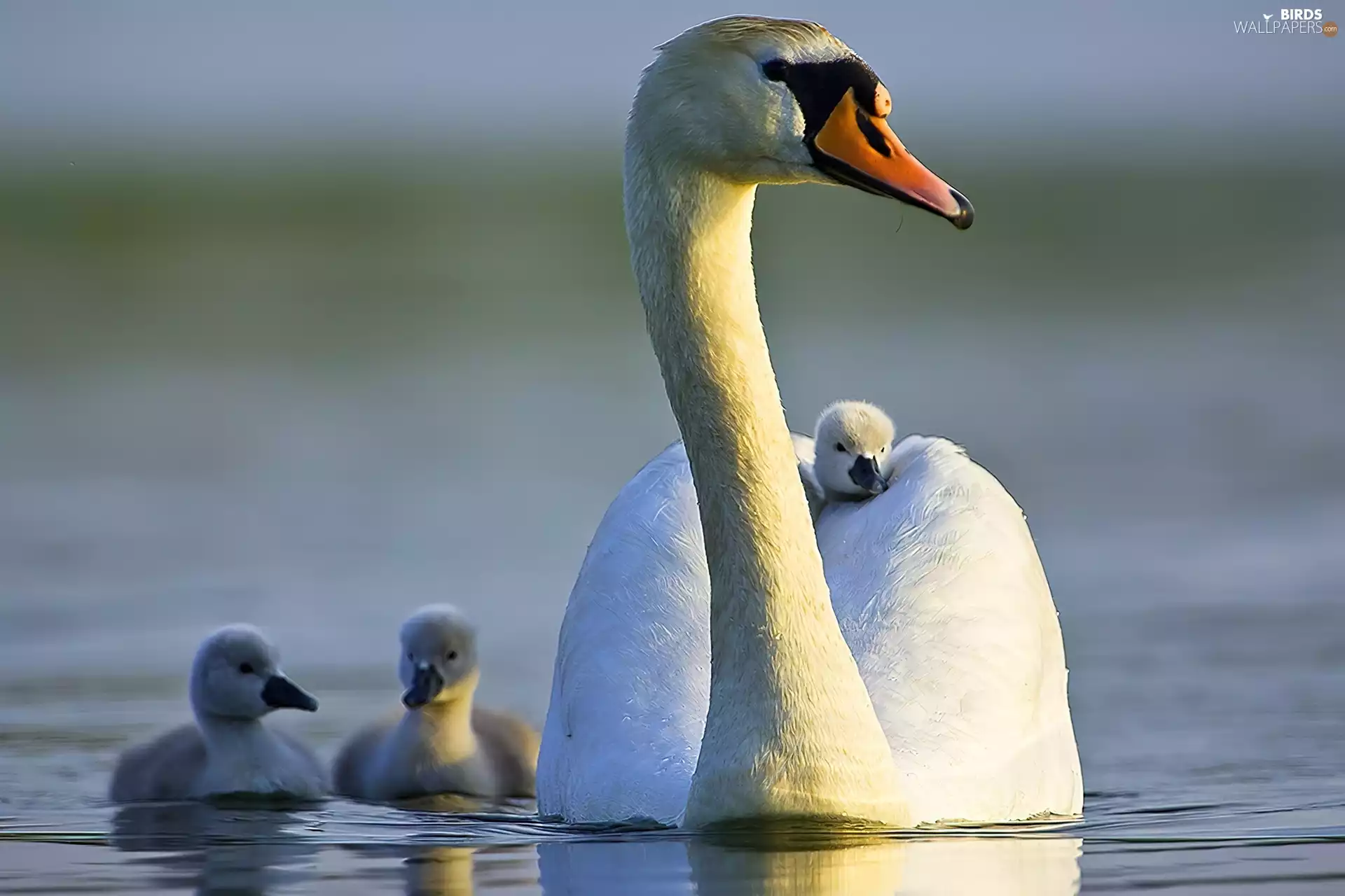 lake, birds, Swan