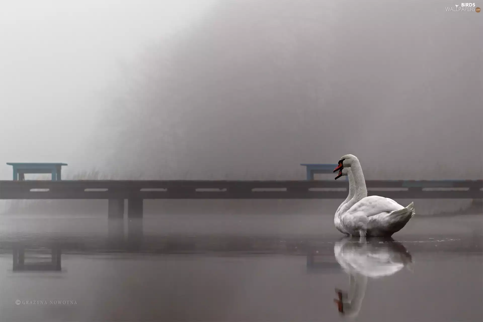 Swan, Platform, Fog, lake