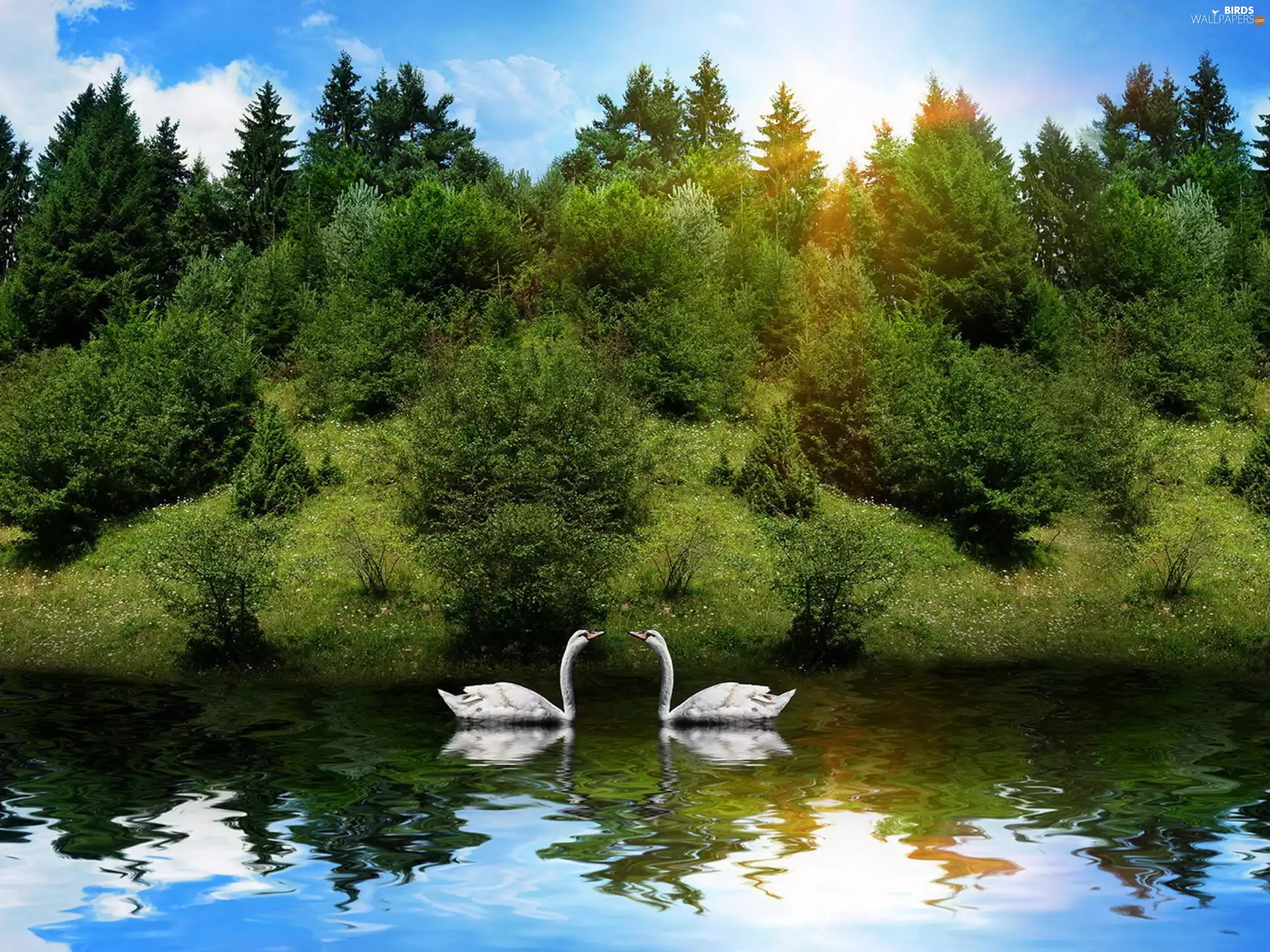 Swan, trees, viewes, lake
