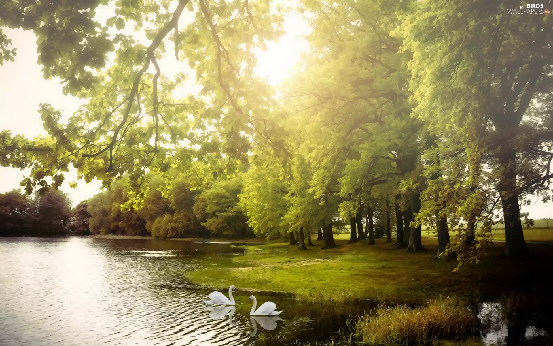 Swan, trees, viewes, lake