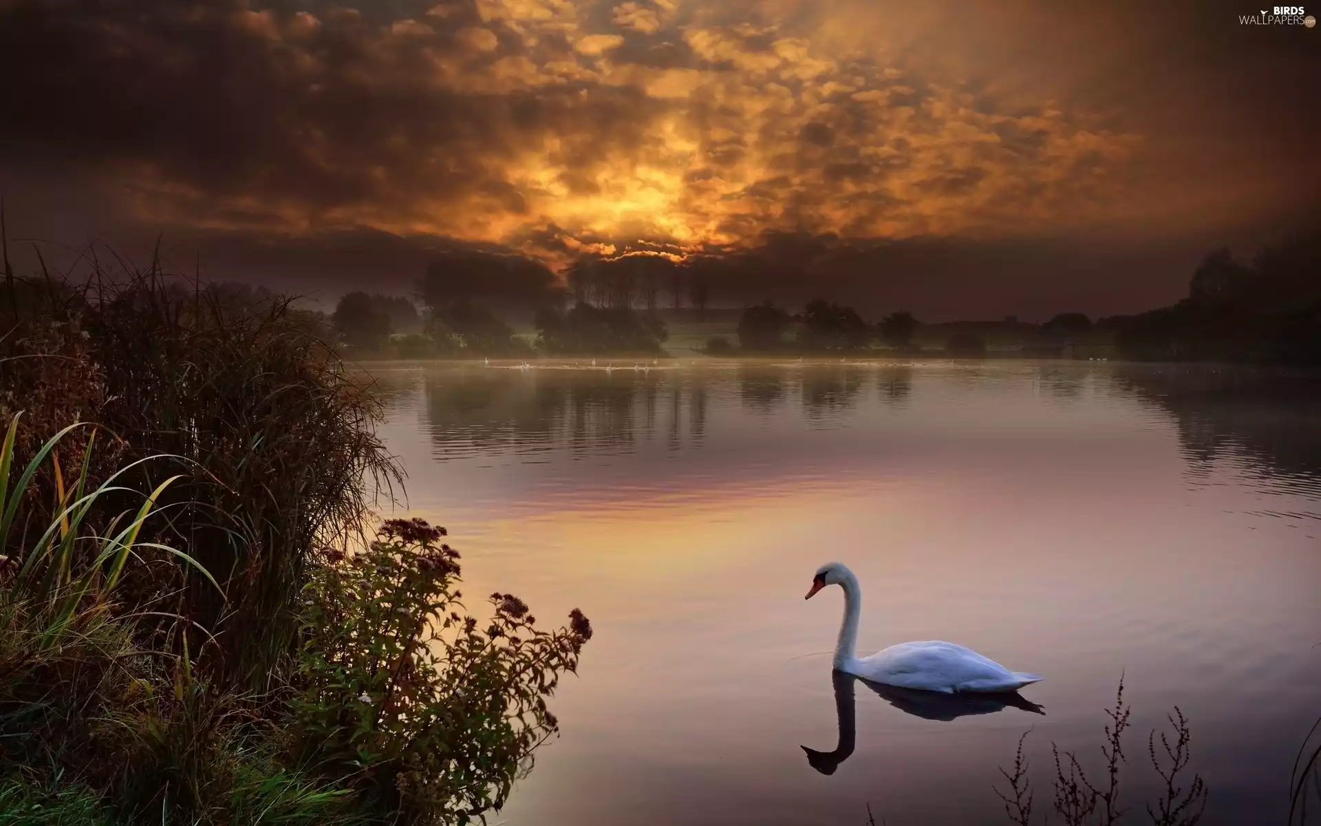 Swans, west, sun, lake