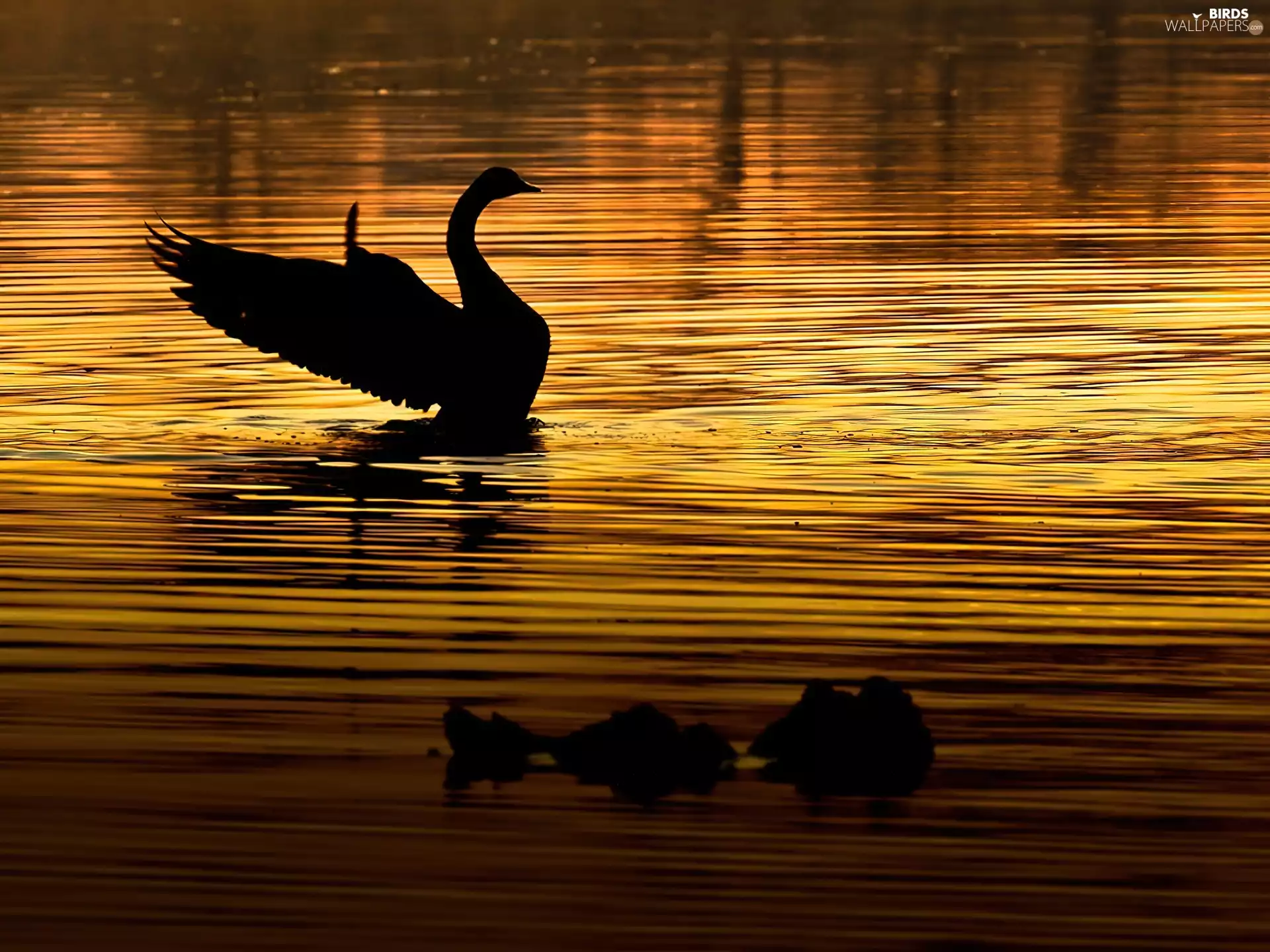 Swans, west, sun, lake