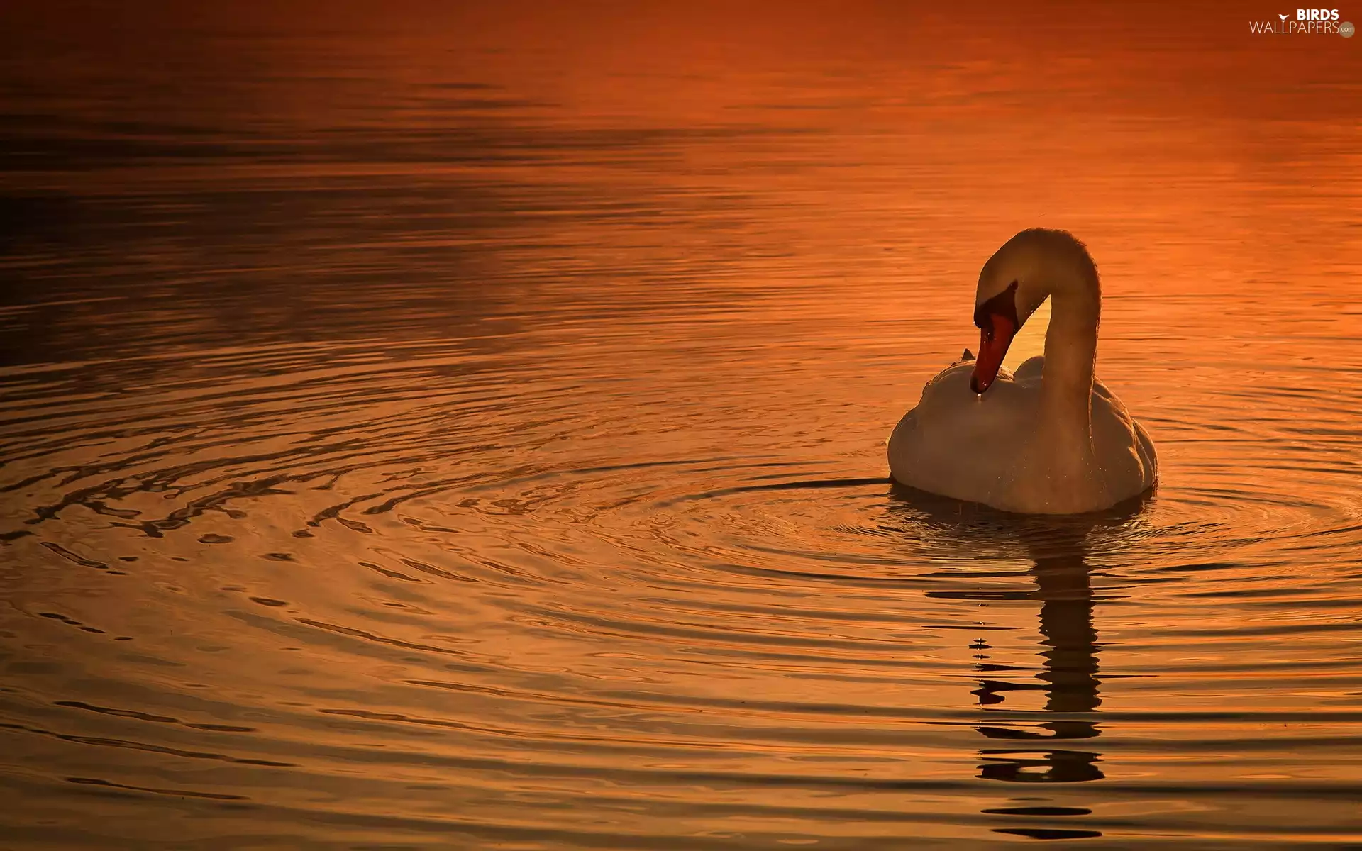 Swans, west, sun, lake