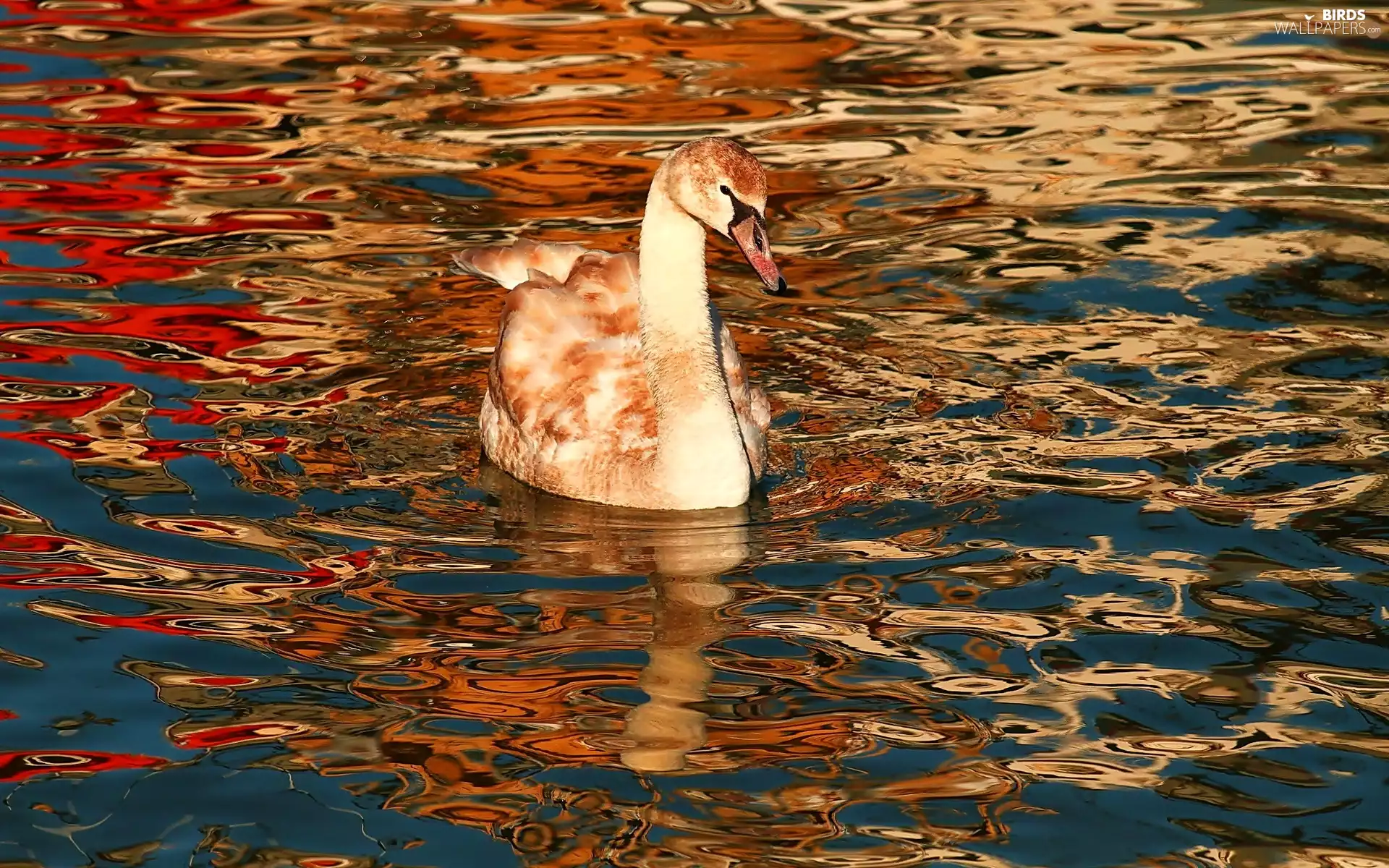 Swans, autumn, Waves, lake