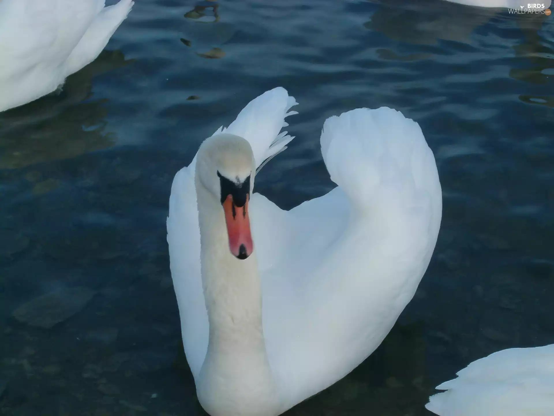 lake, White, Swans