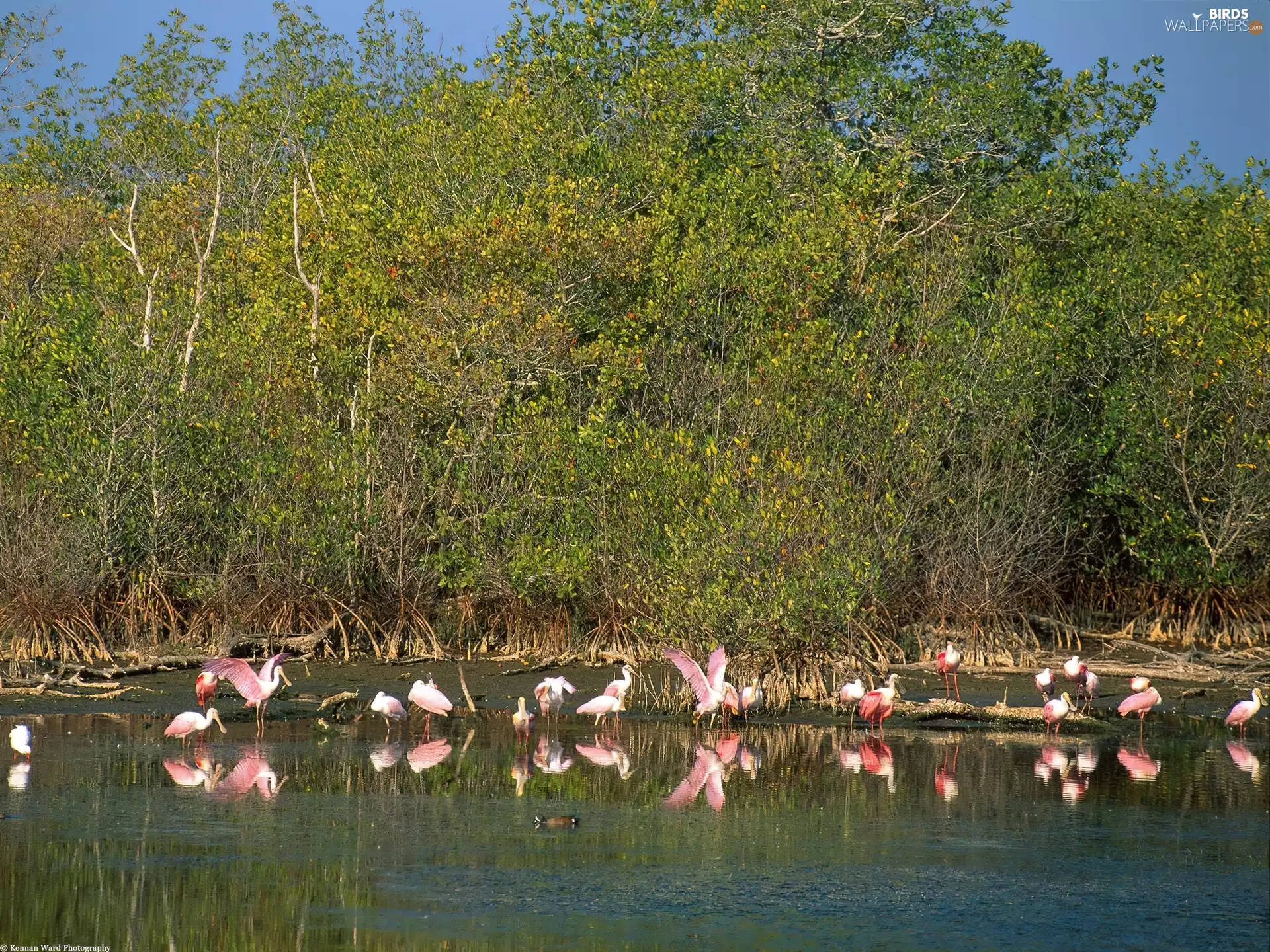 water, lake, trees, viewes, Flamingos