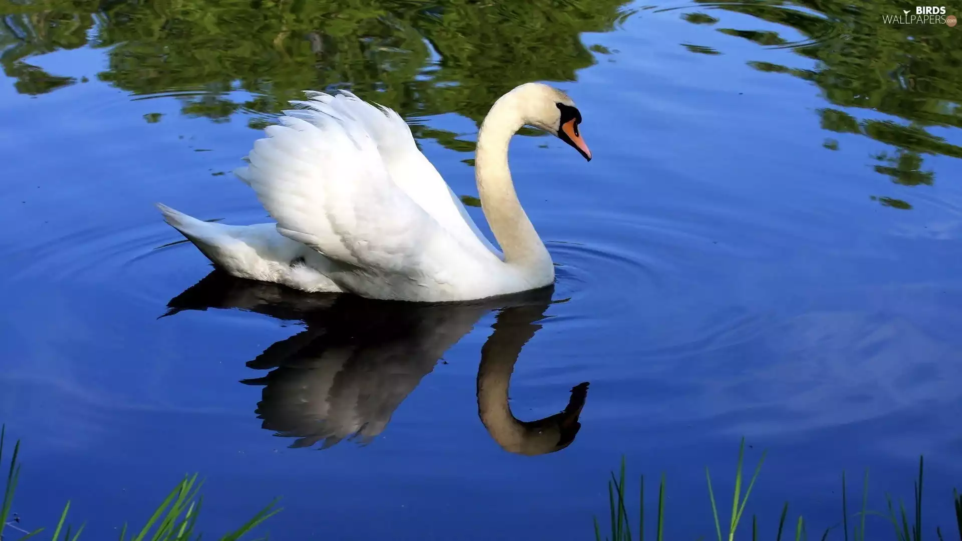 water, lake, White, Swans, Beatyfull