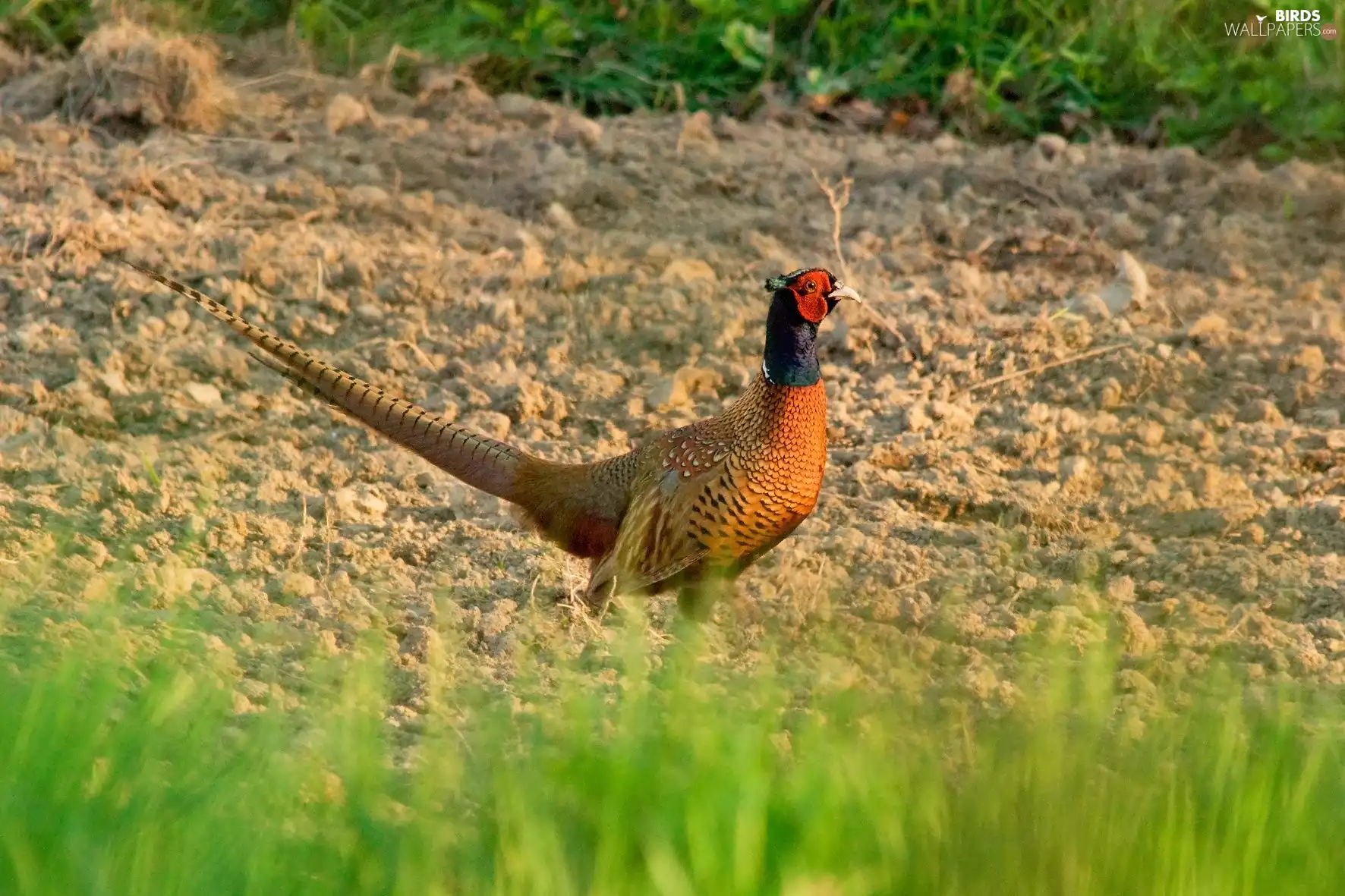 land, pheasant, grass