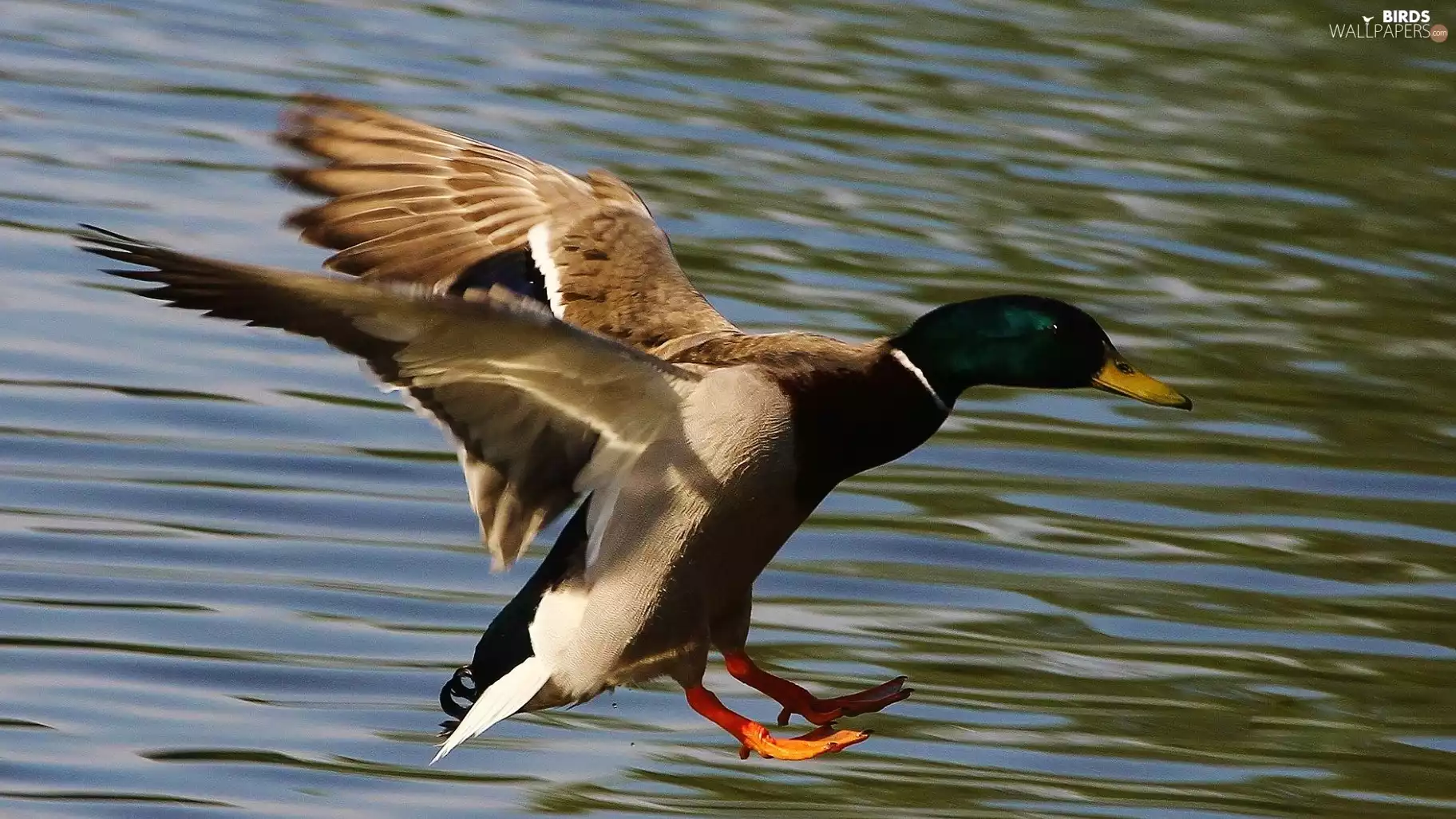 duck, wings, water, landing
