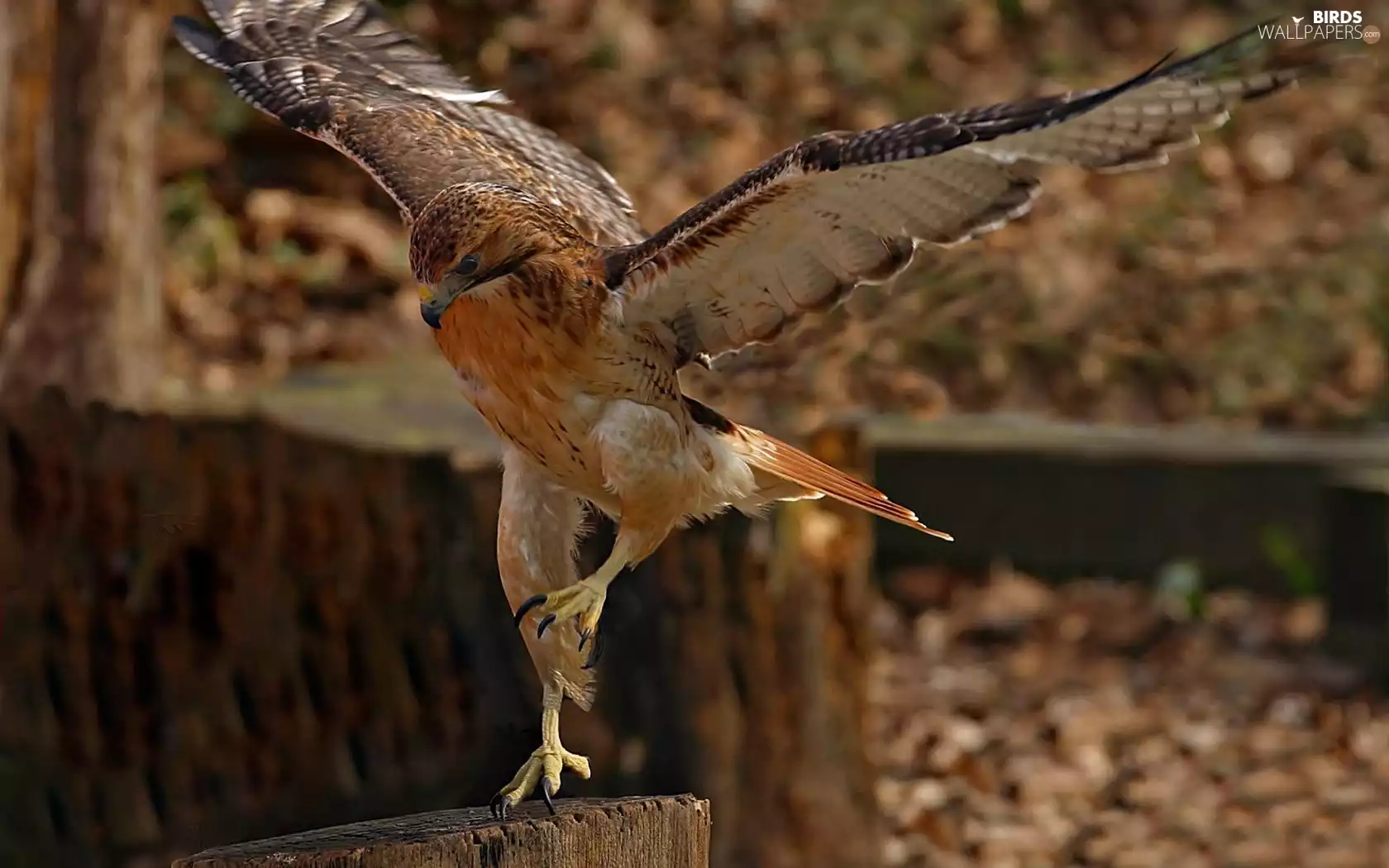 hawk, spread, wings, landing
