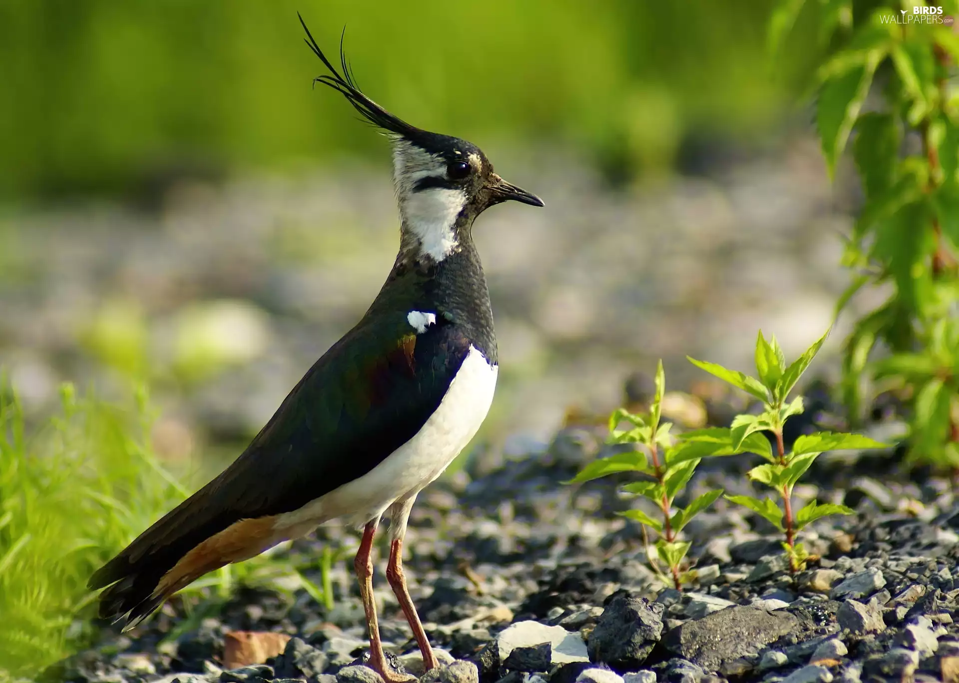 lapwing