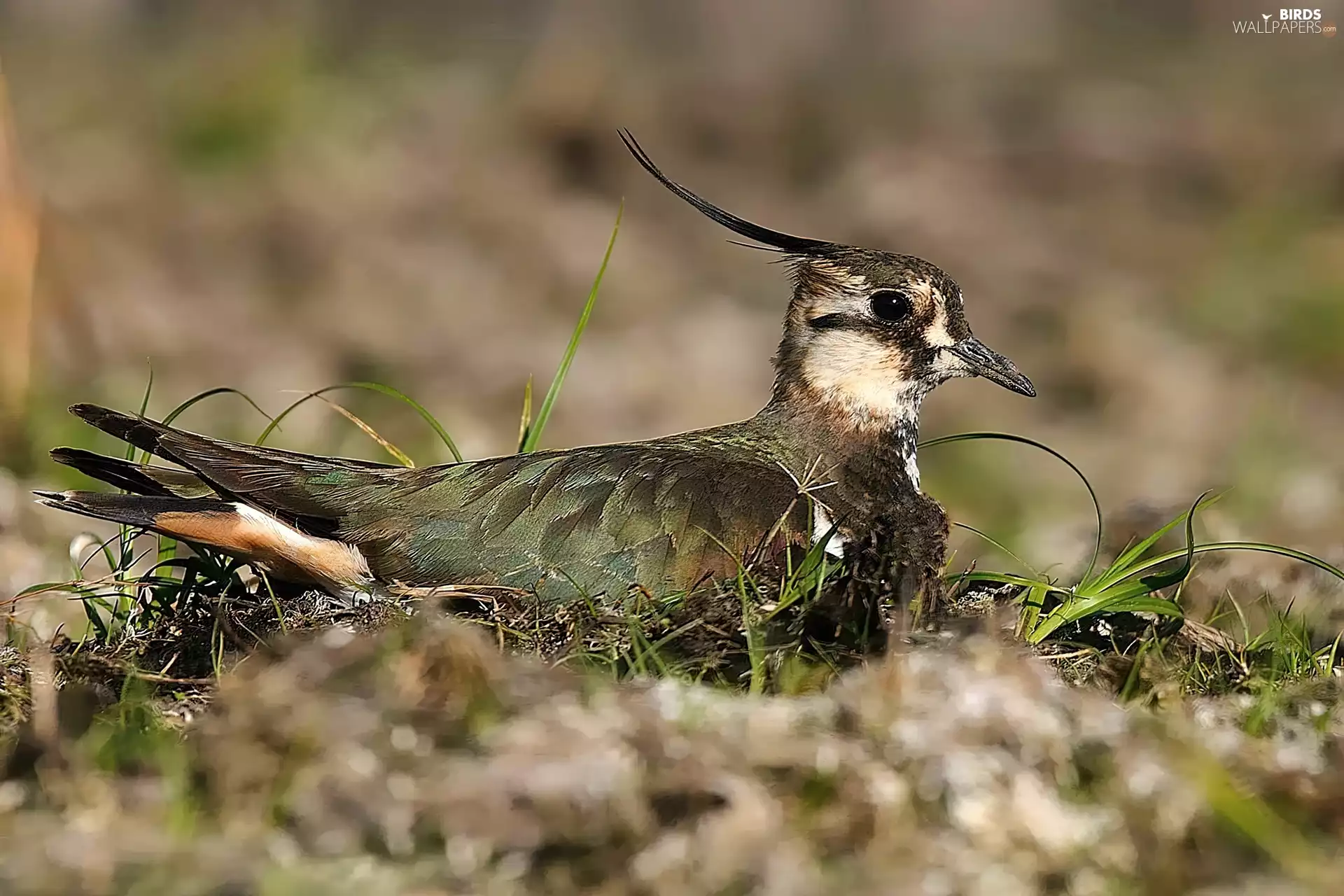 lapwing
