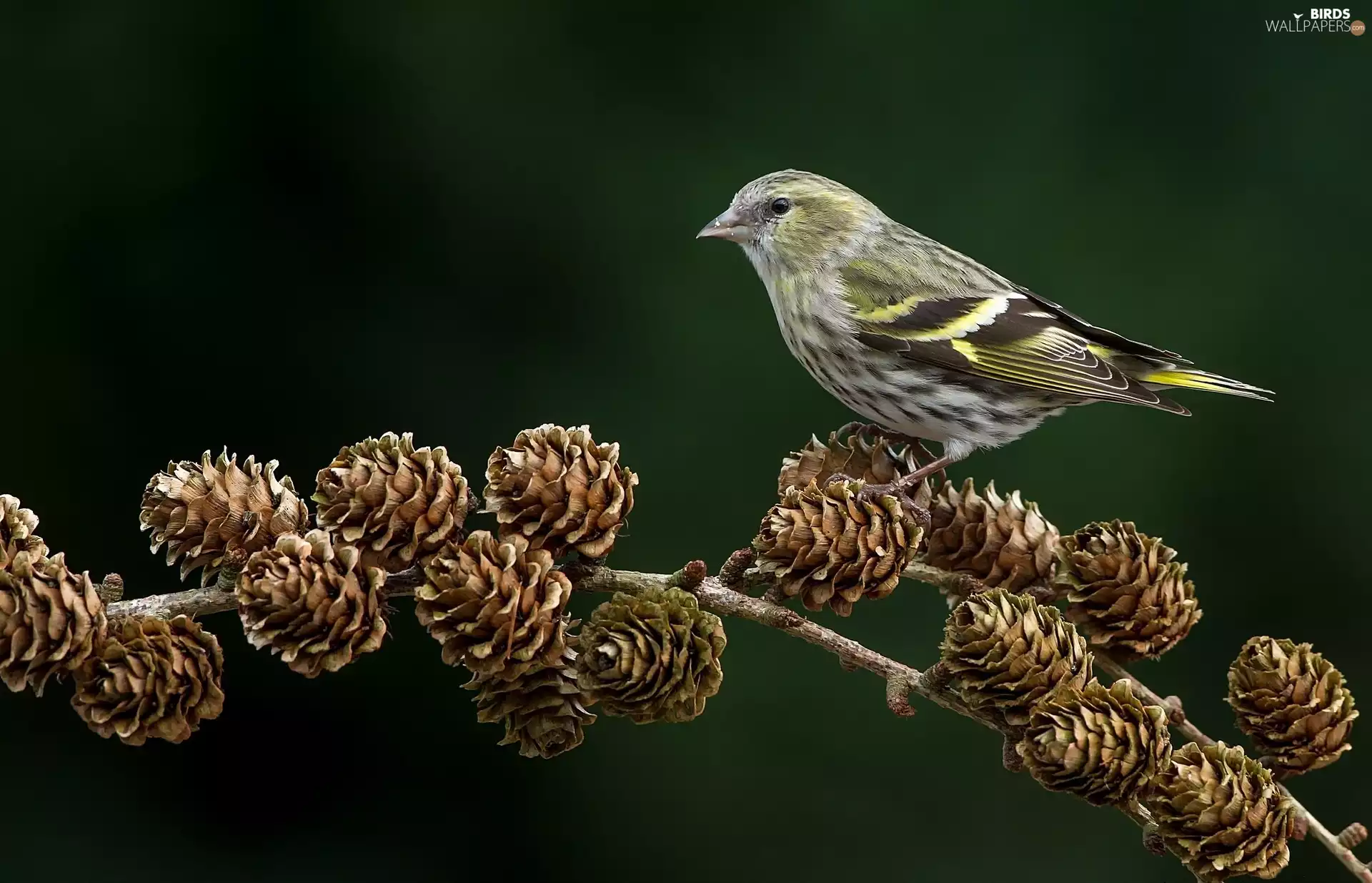 viewes, larch, cones, trees, tit