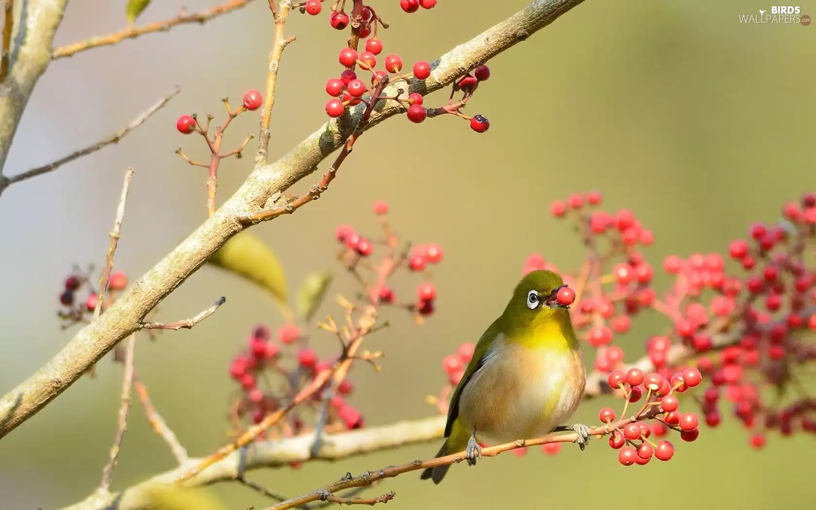 trees, viewes, Zosterops lateralis, Fruits, Cordulegaster