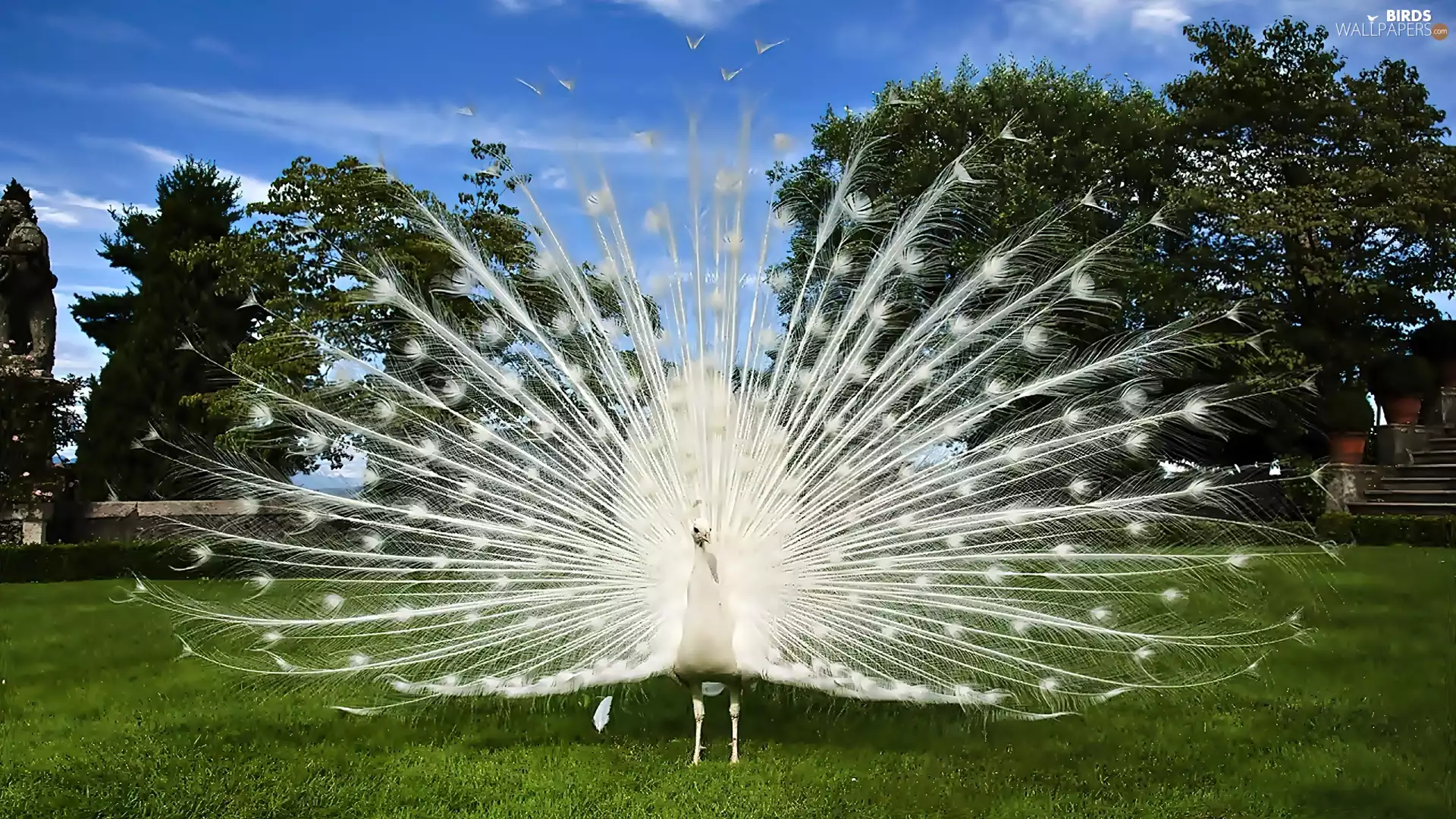 Park, White, peacock, Lawn