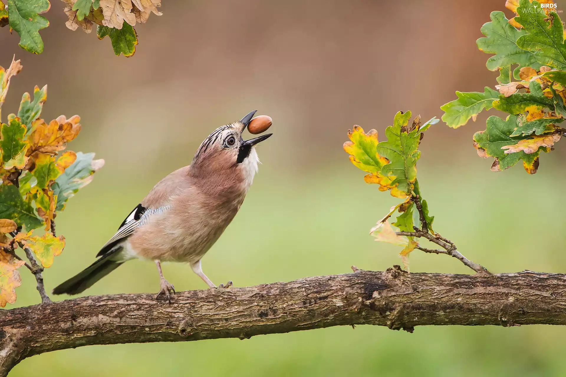 oak, Leaf, acorn, branch, jay
