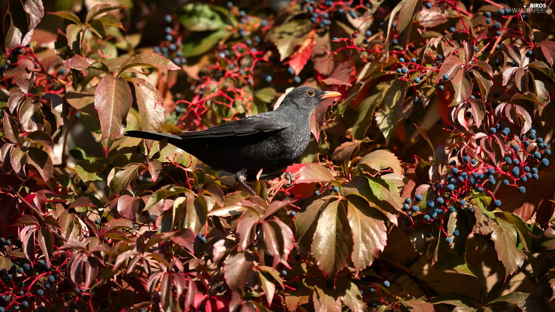 blueberries, Leaf, Blackbird, Twigs, Bird