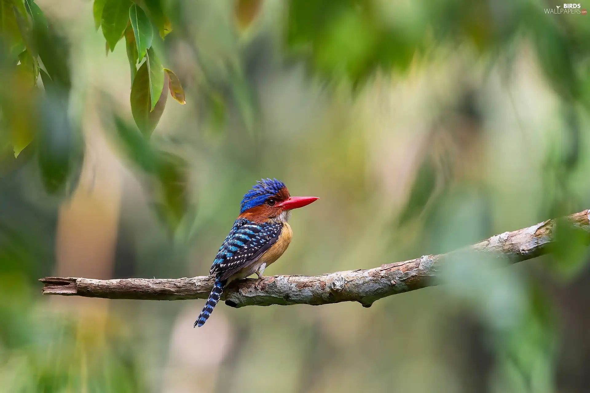 Leaf, kingfisher, branch