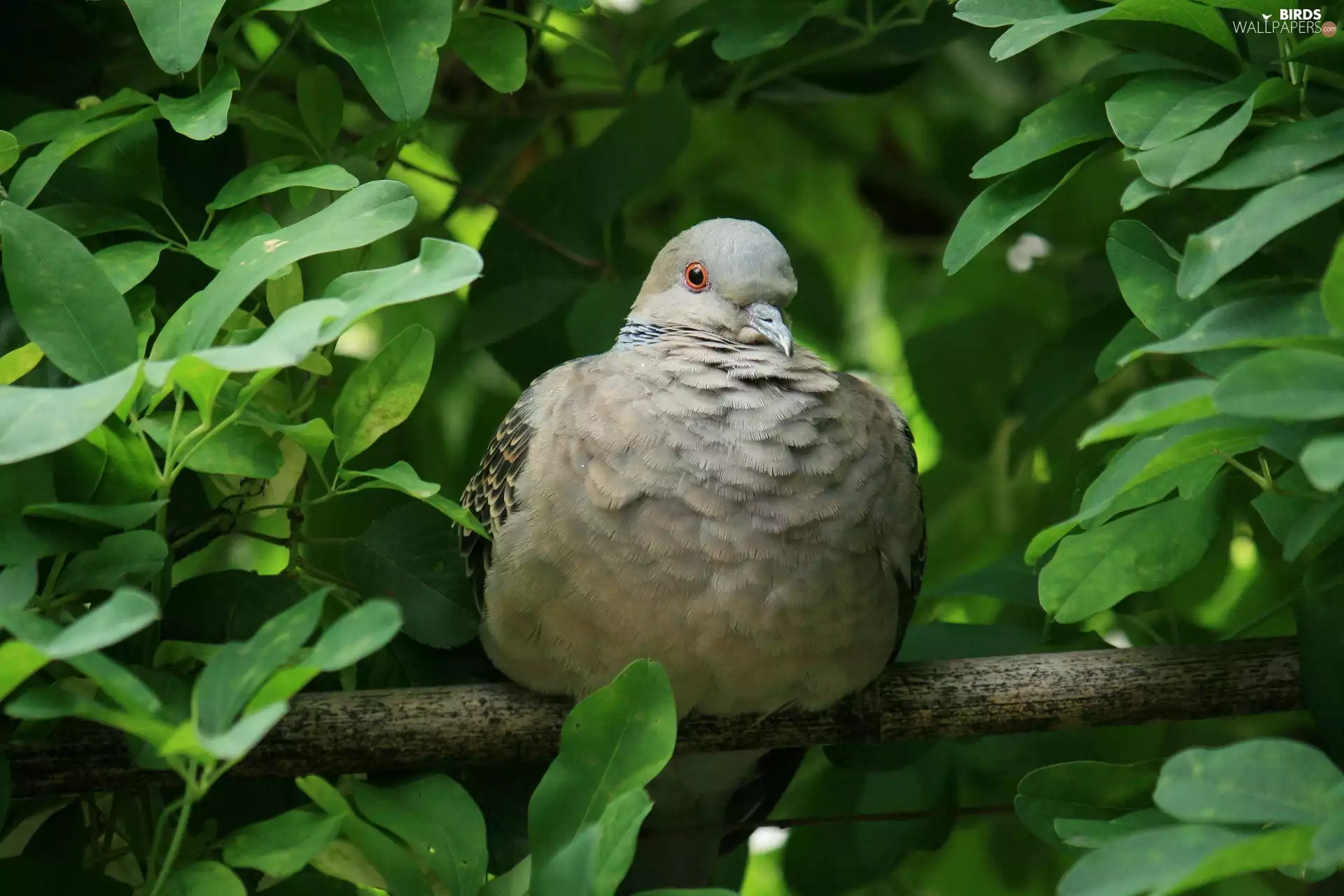 Leaf, pigeon, branch