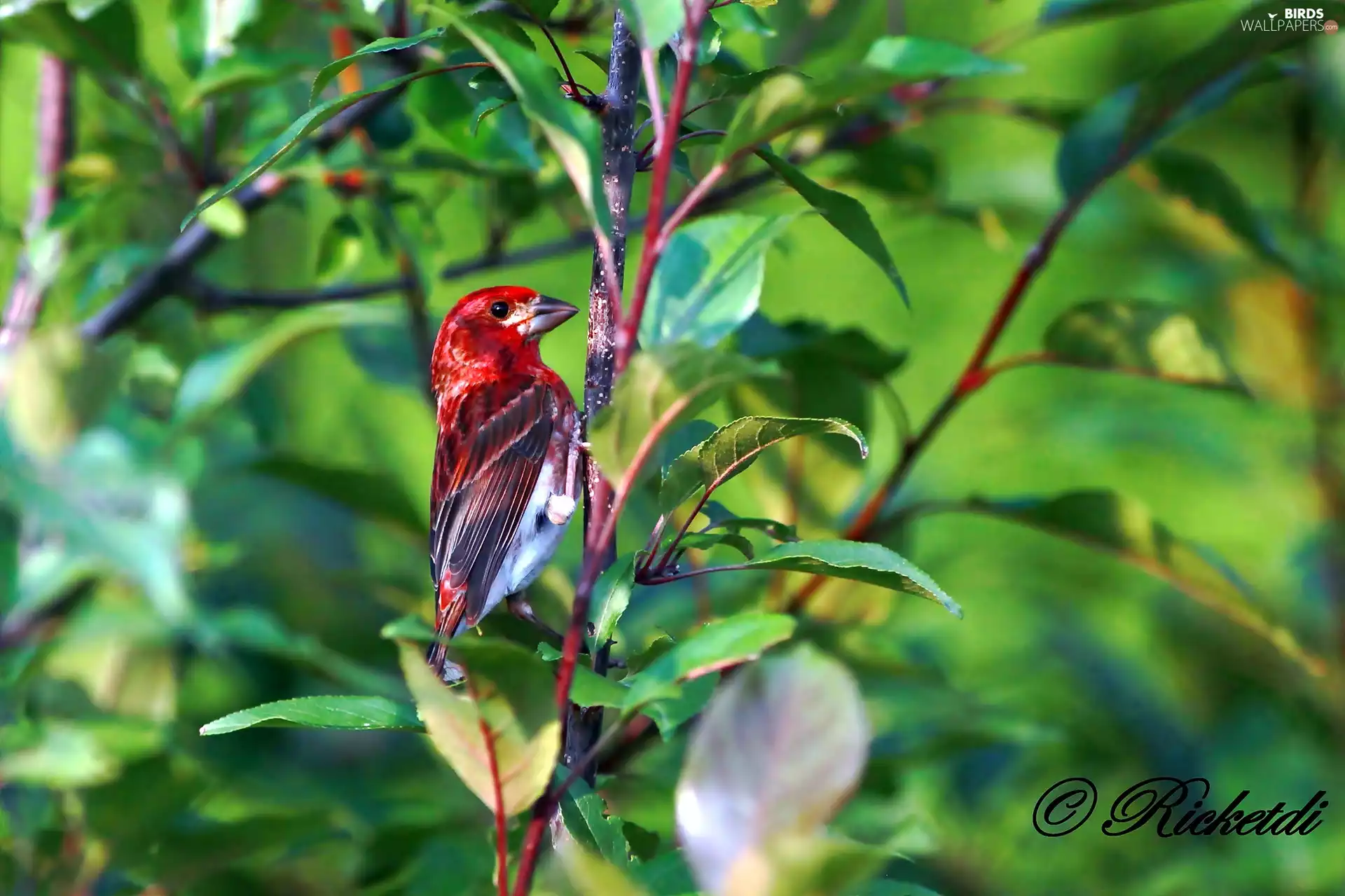 twig, Leaf, color, Bird, finch