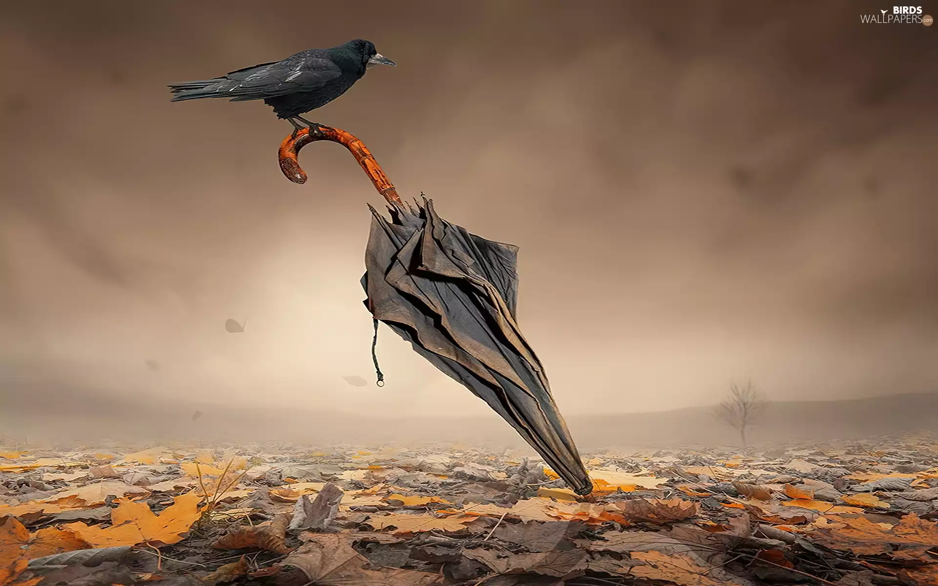 Leaf, Umbrella, crow