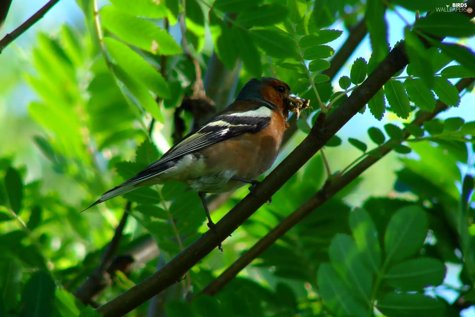 Twigs, Leaf, DBZ, food, finch