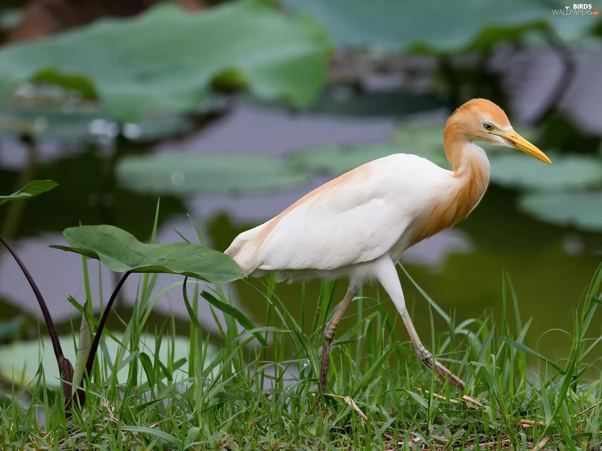 heron, Leaf, grass, green ones