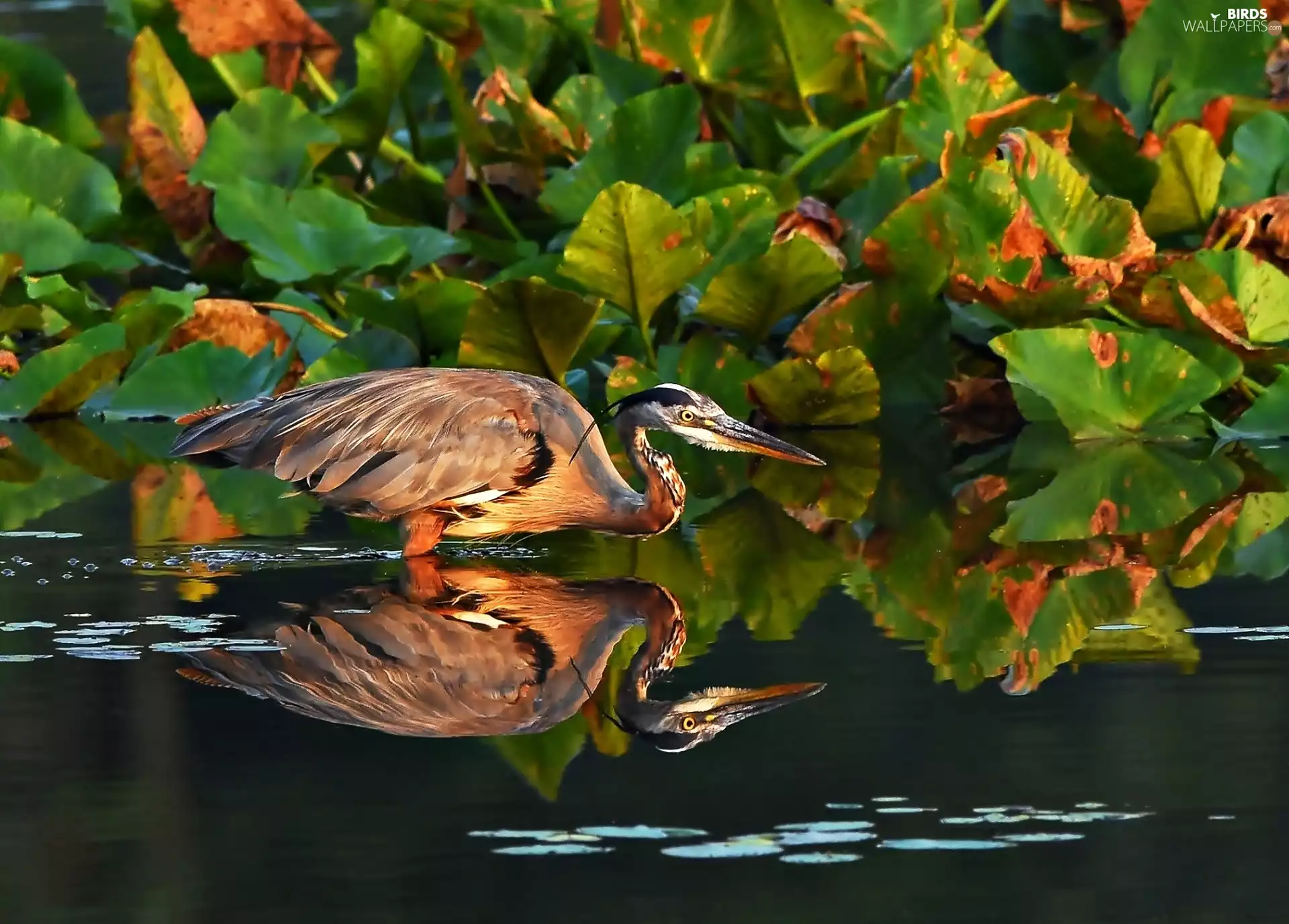 heron, water, reflection, Leaf