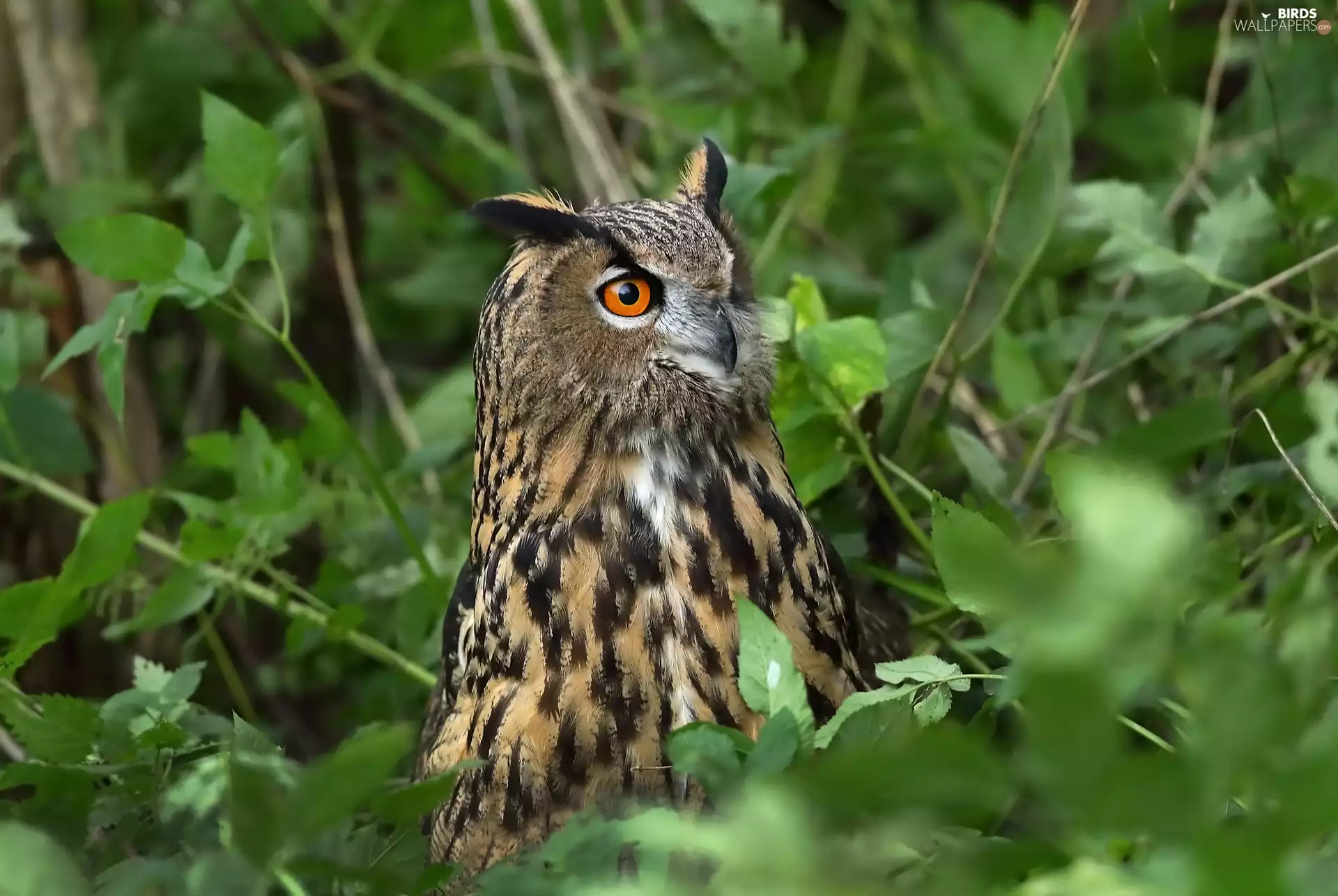 owl, green ones, Leaf, eagle-owl