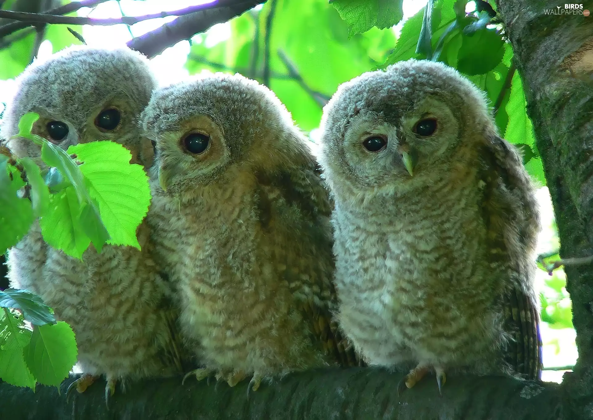 Leaf, young, owls