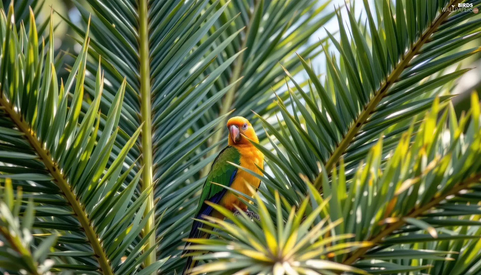 Leaf, parrot, Palm