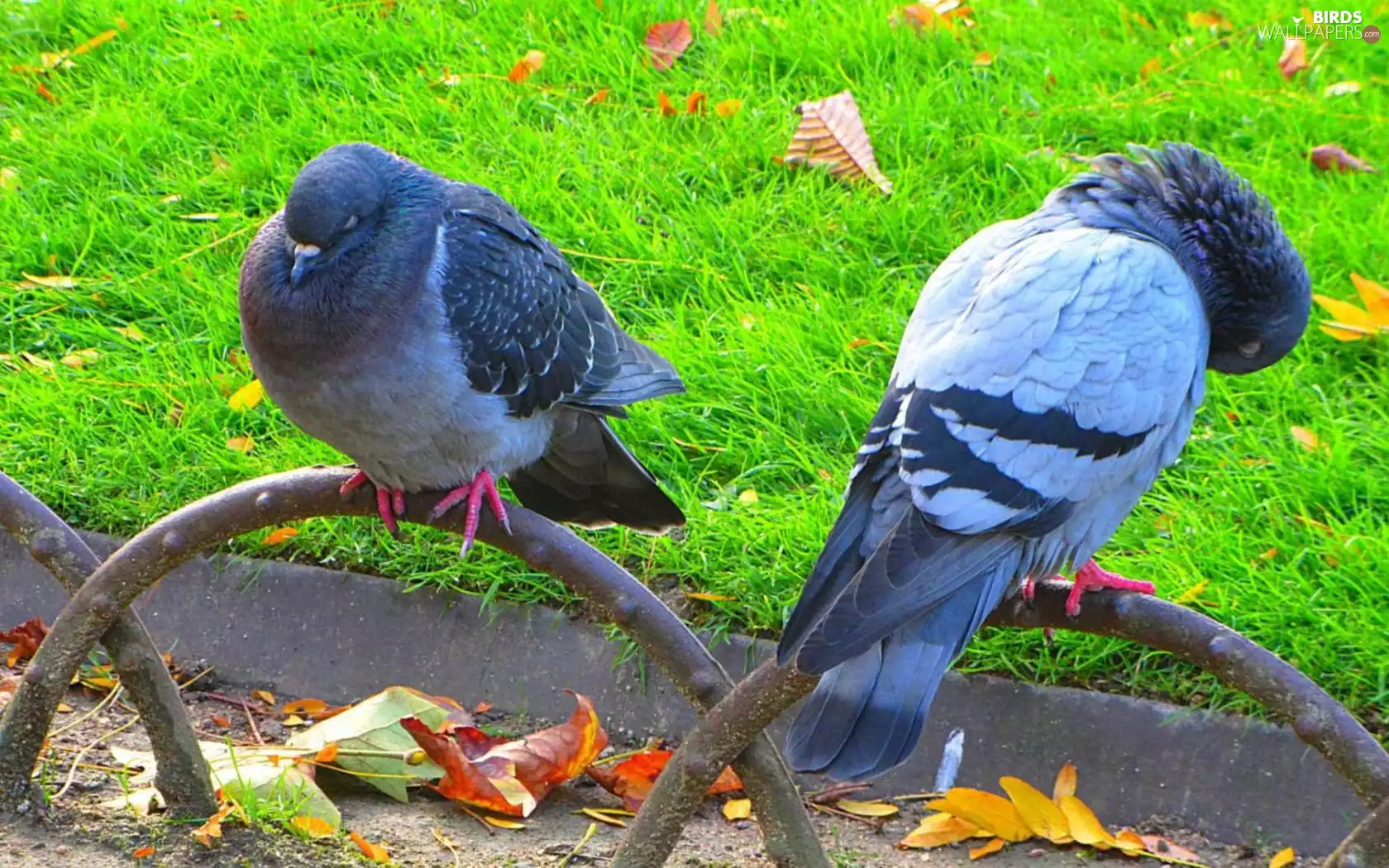Autumn, Leaf, Park, grass, Deep
