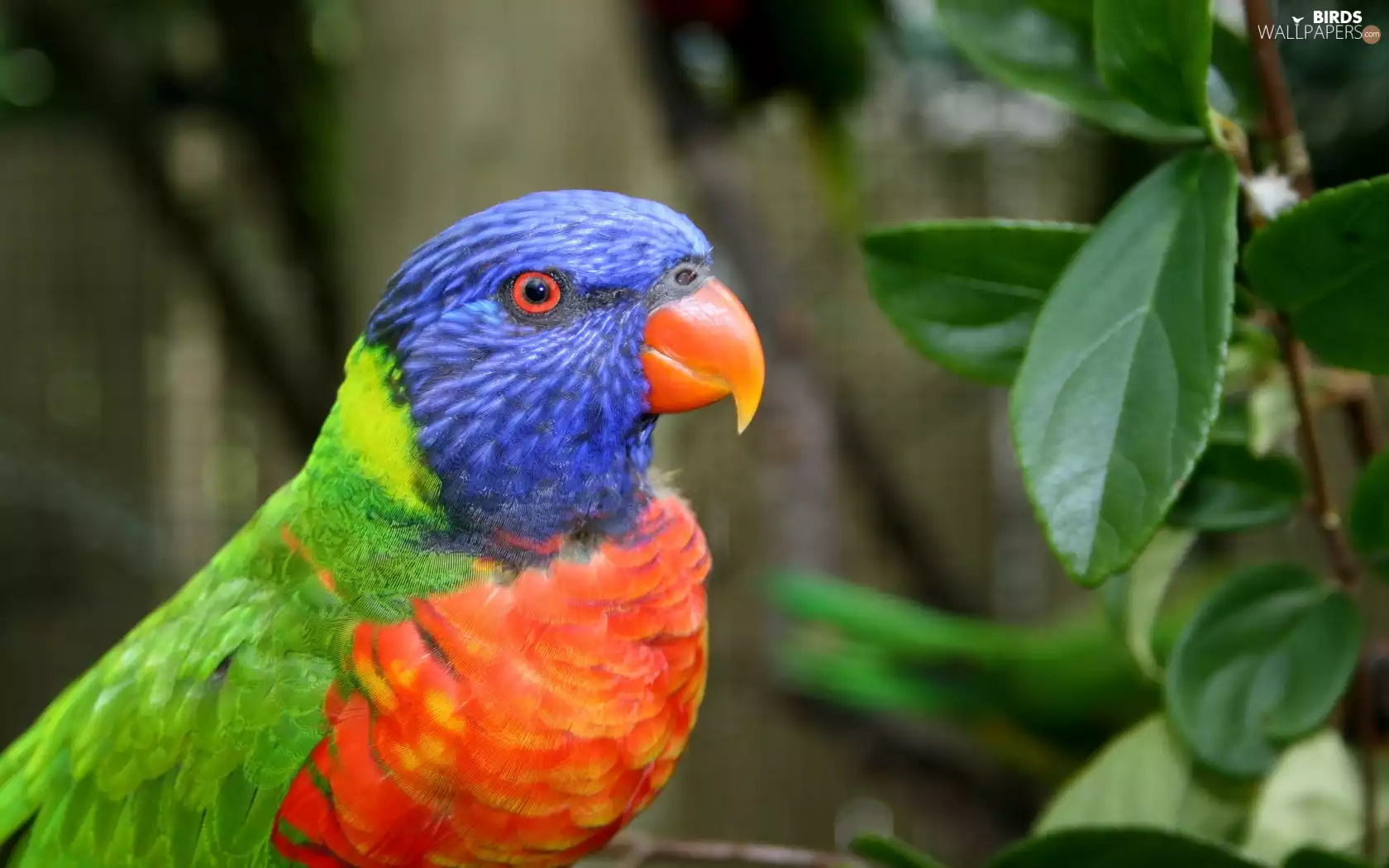Leaf, colorful, parrot
