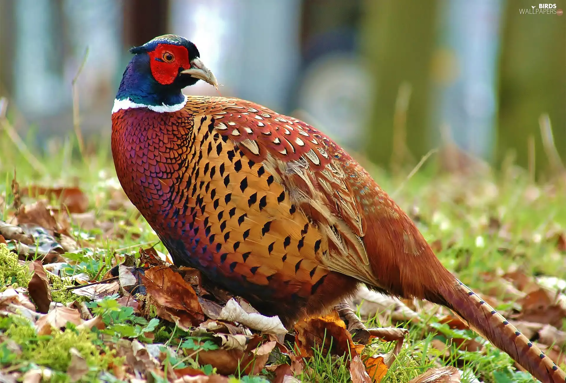 Leaf, Bird, pheasant