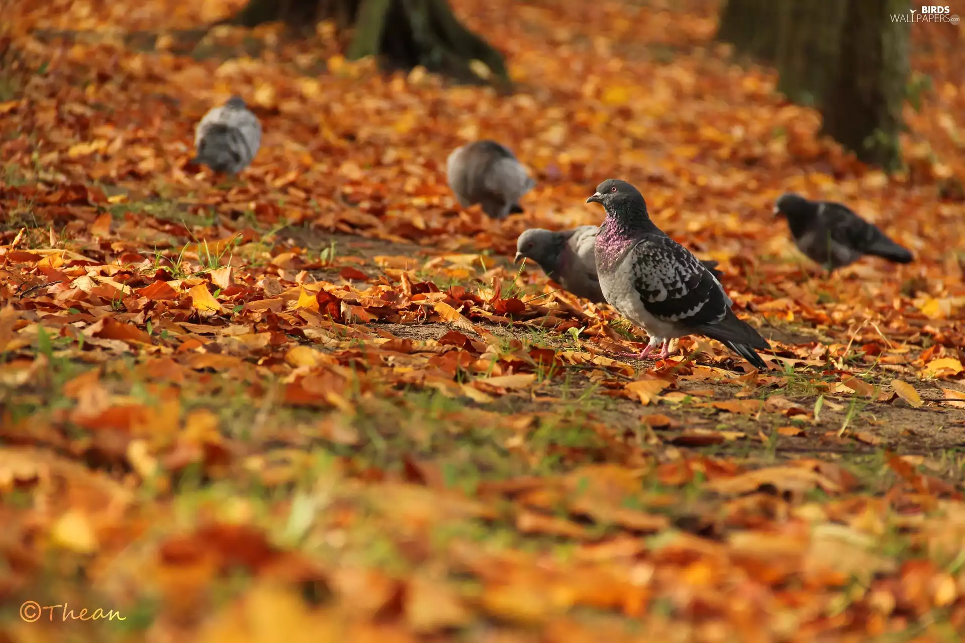 Autumn, Leaf, pigeon, dry, Gray